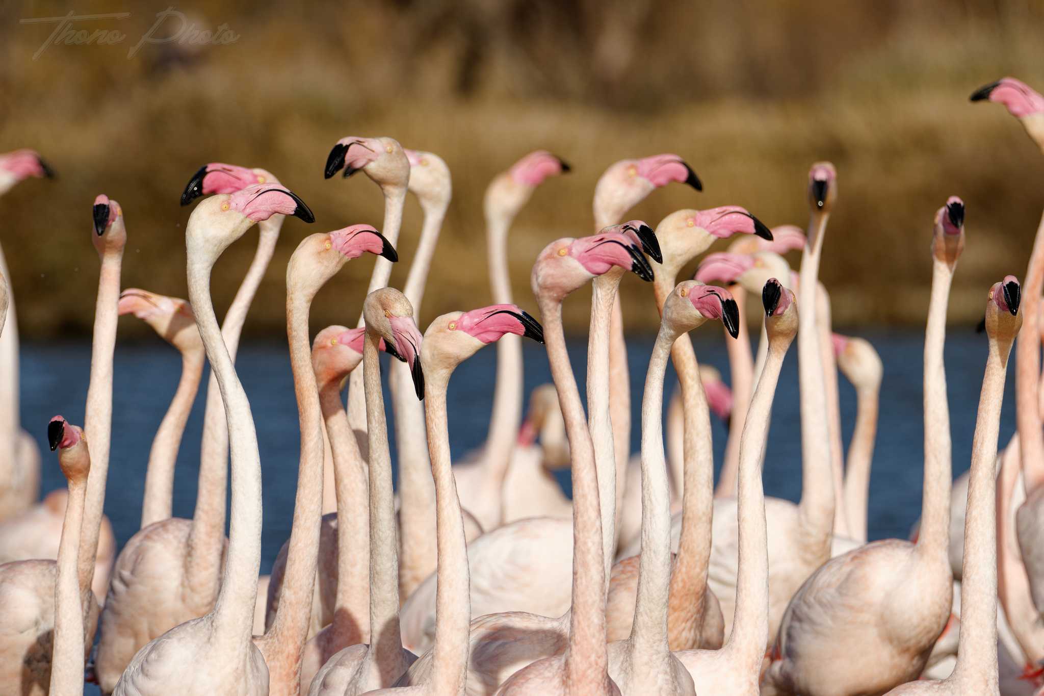 Flamand rose pont de gau 2025 01 00993fp