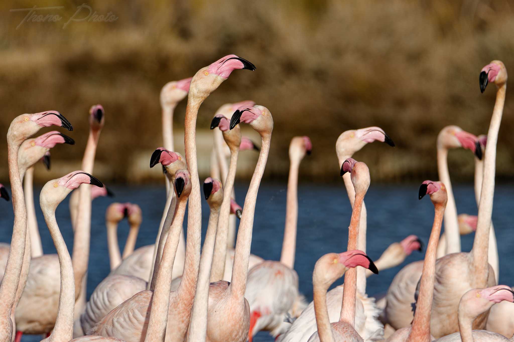 Flamand rose pont de gau 2025 01 00990fp