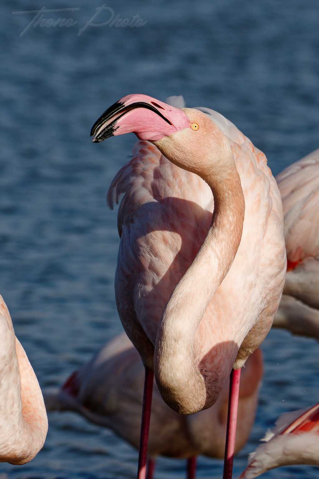 Flamand rose pont de gau 2025 01 00987fp