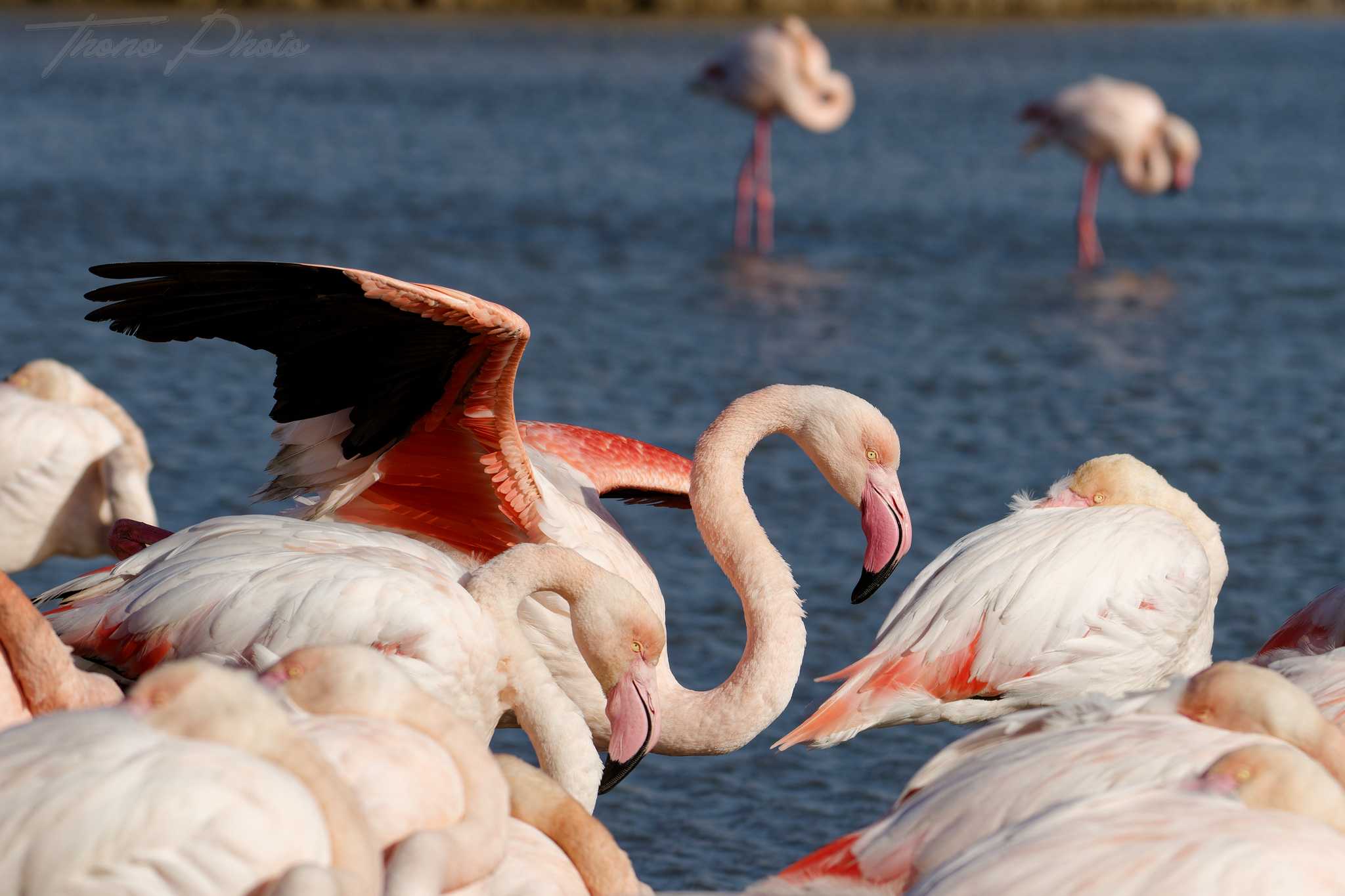 Flamand rose pont de gau 2025 01 00977fp