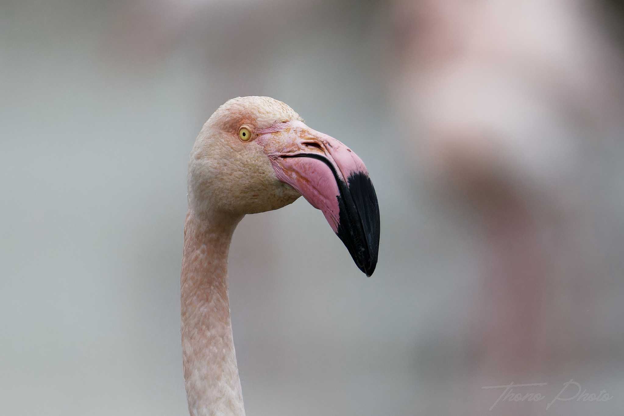 Flamand rose pont de gau 2025 01 00771fp