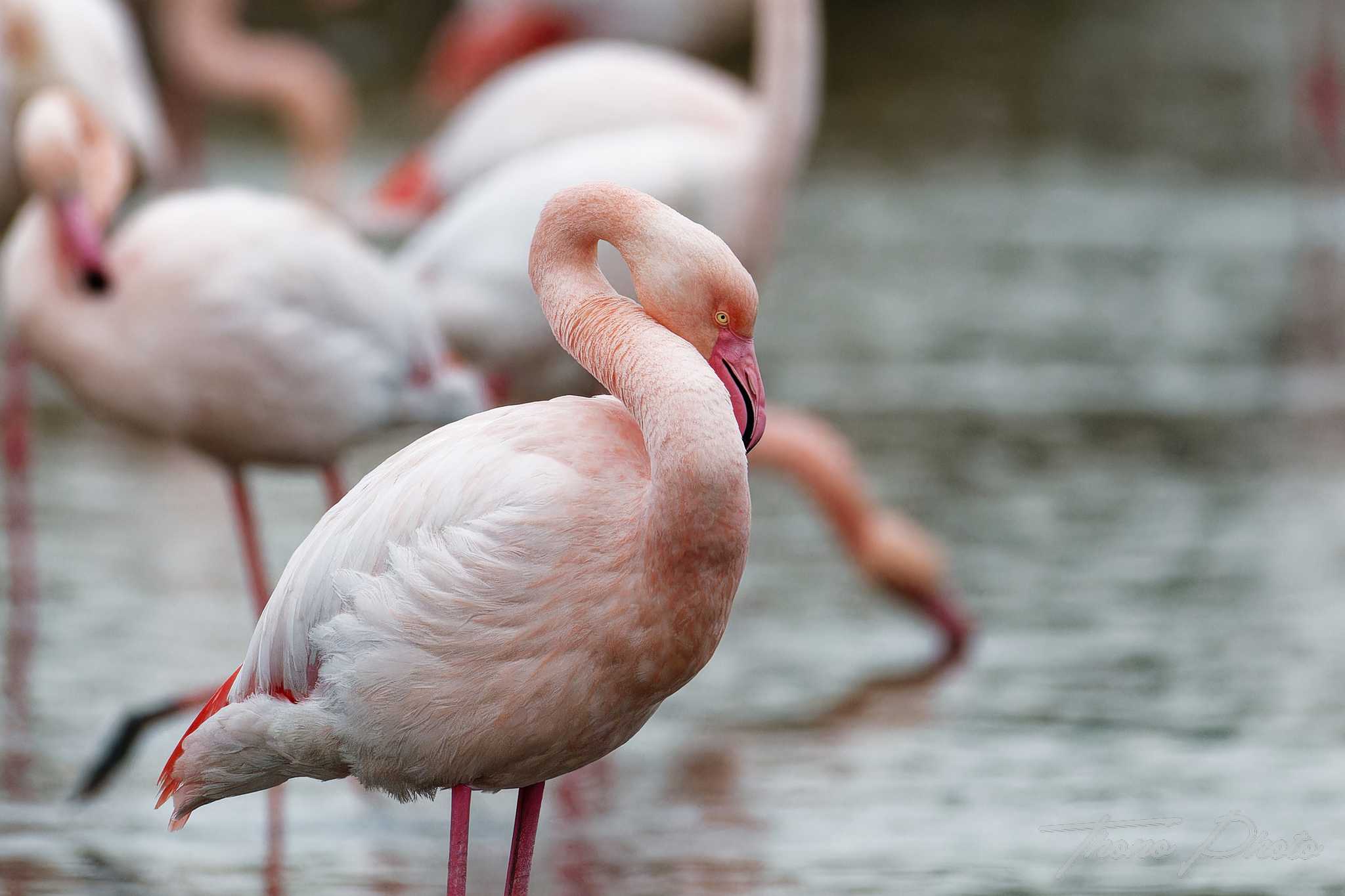 Flamand rose pont de gau 2025 01 00720fp