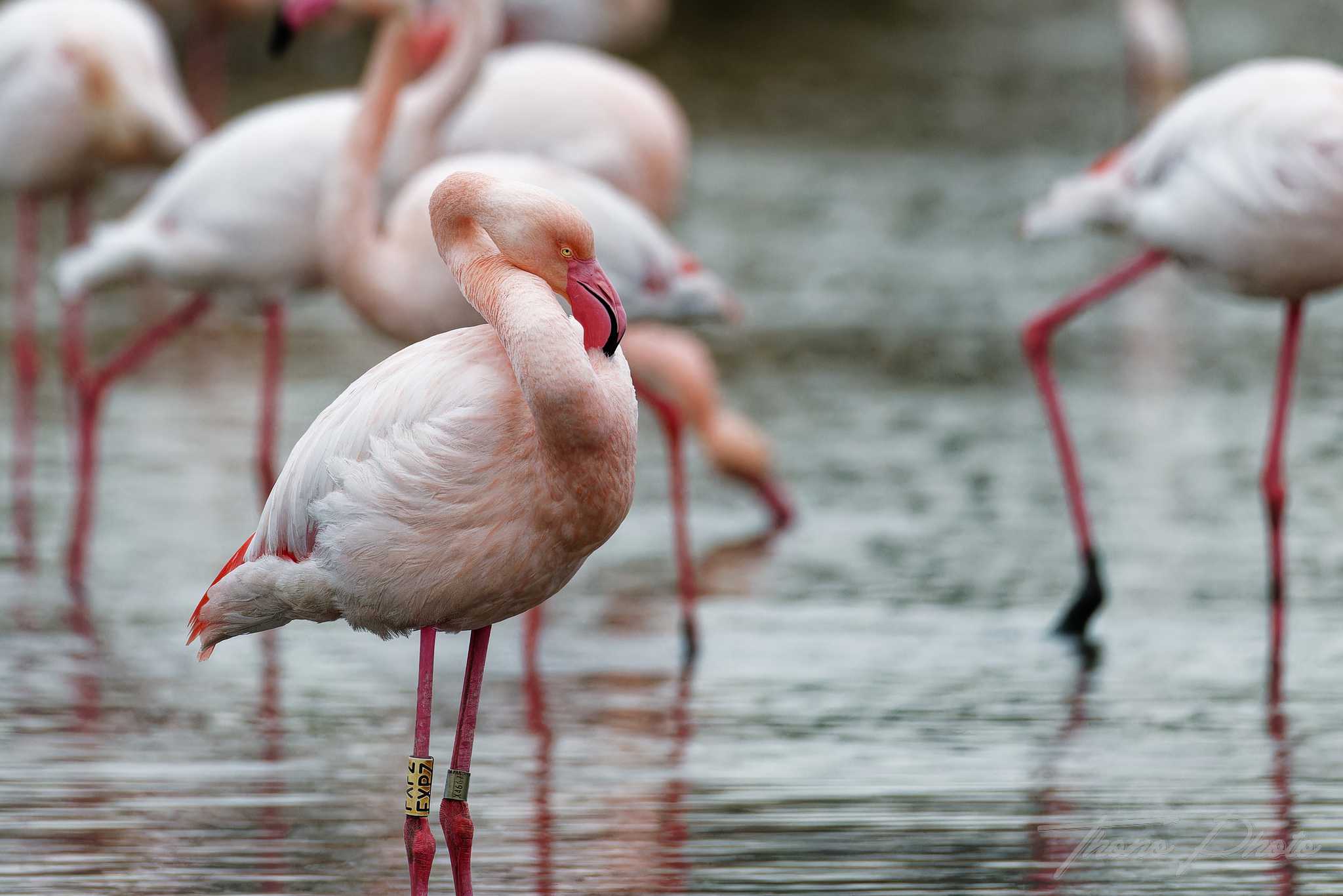 Flamand rose pont de gau 2025 01 00718fp
