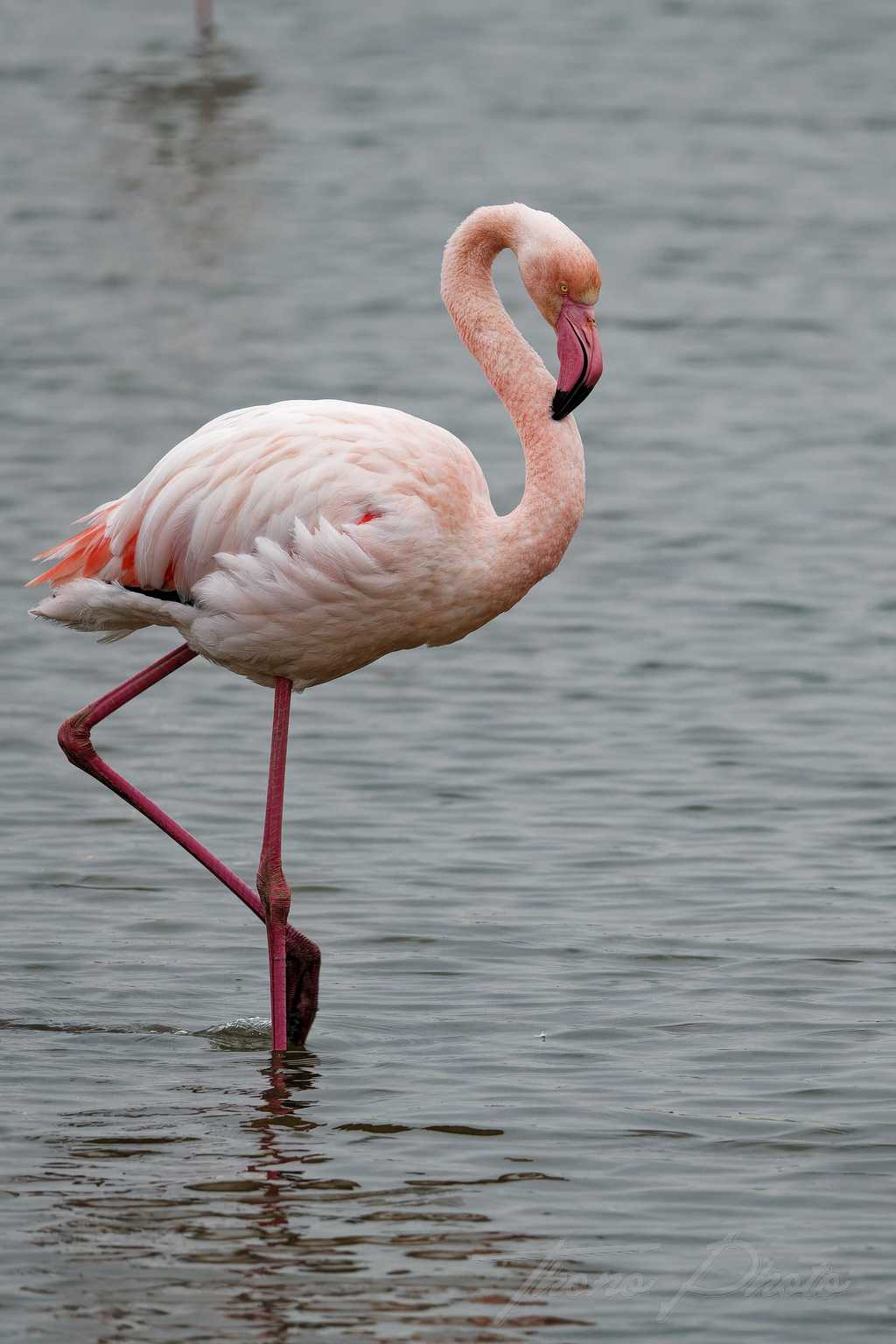 Flamand rose pont de gau 2025 01 00703fp