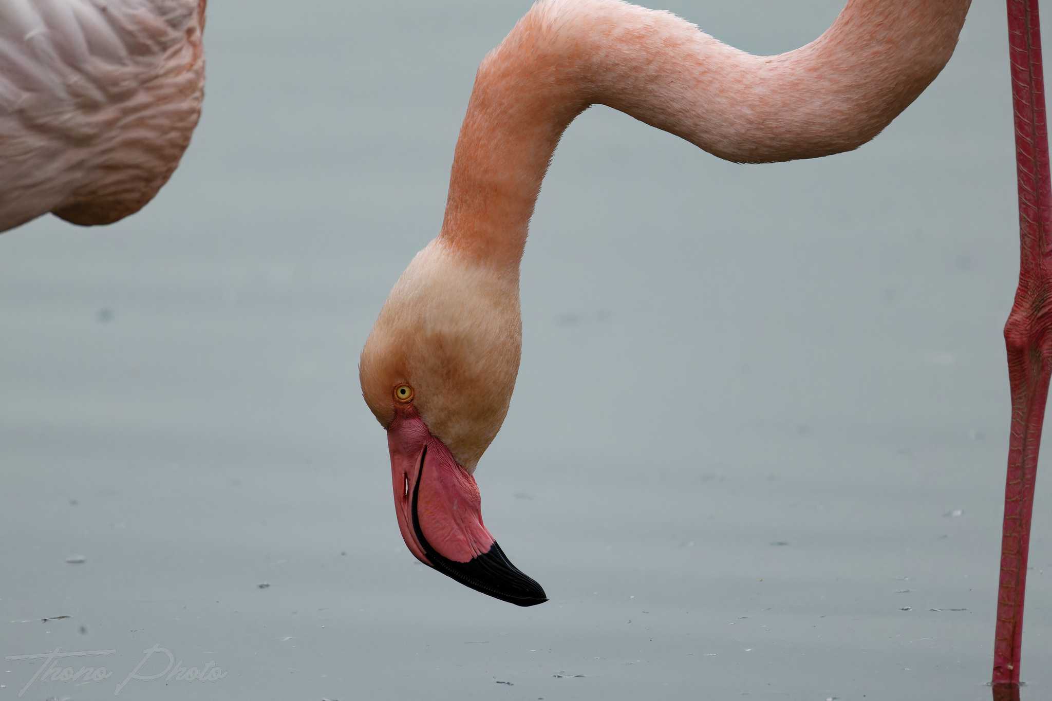 Flamand rose pont de gau 2025 01 00611fp