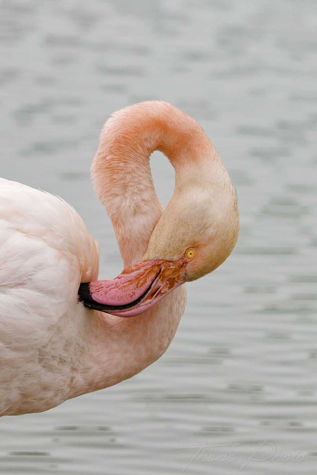 Flamand rose pont de gau 2025 01 00525fp