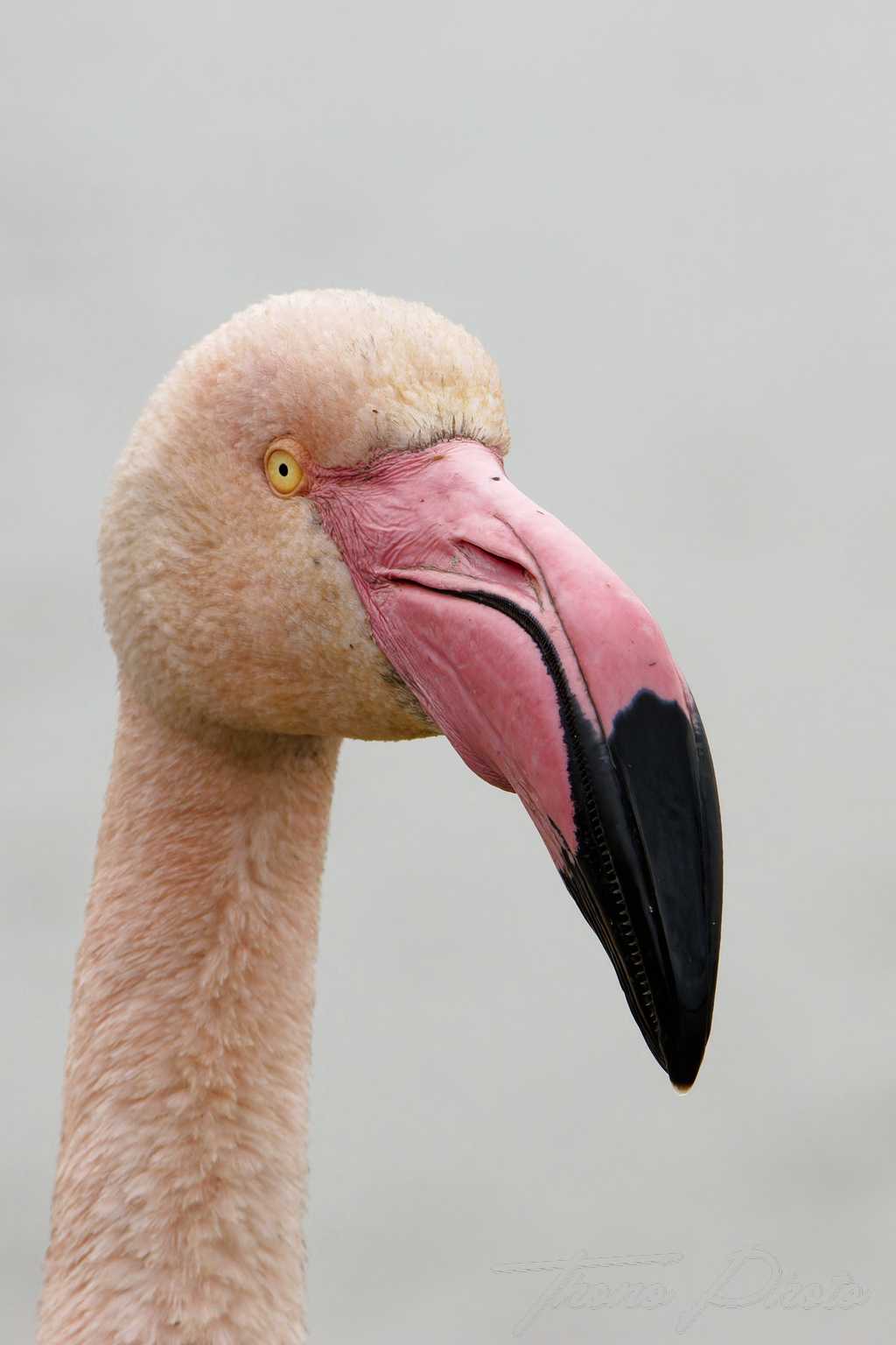 Flamand rose pont de gau 2025 01 00521fp