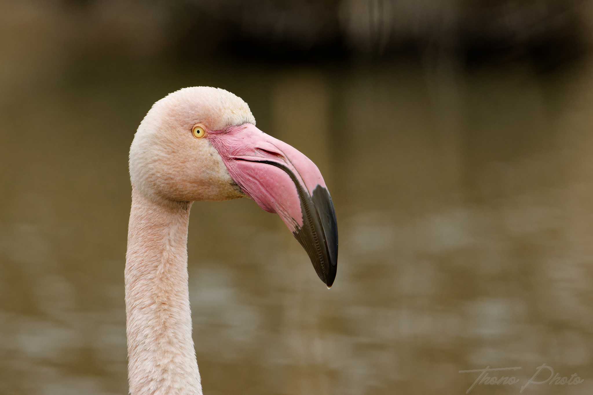 Flamand rose pont de gau 2025 01 00507fp