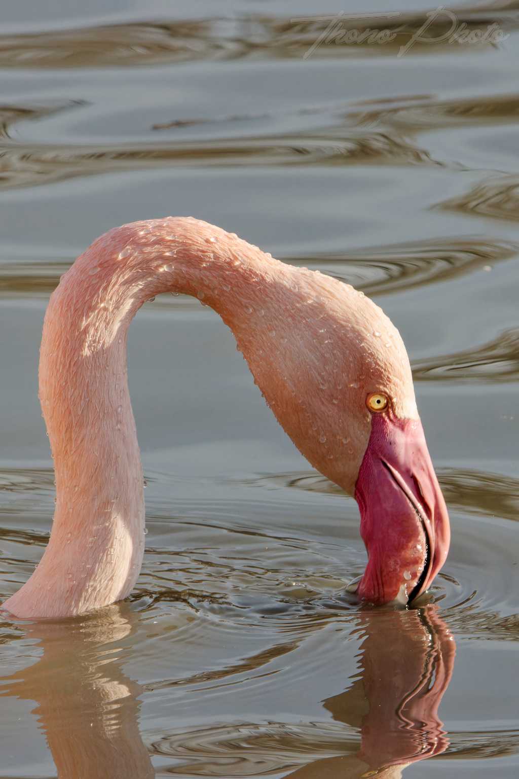 Flamand rose pont de gau 2025 01 00480fp