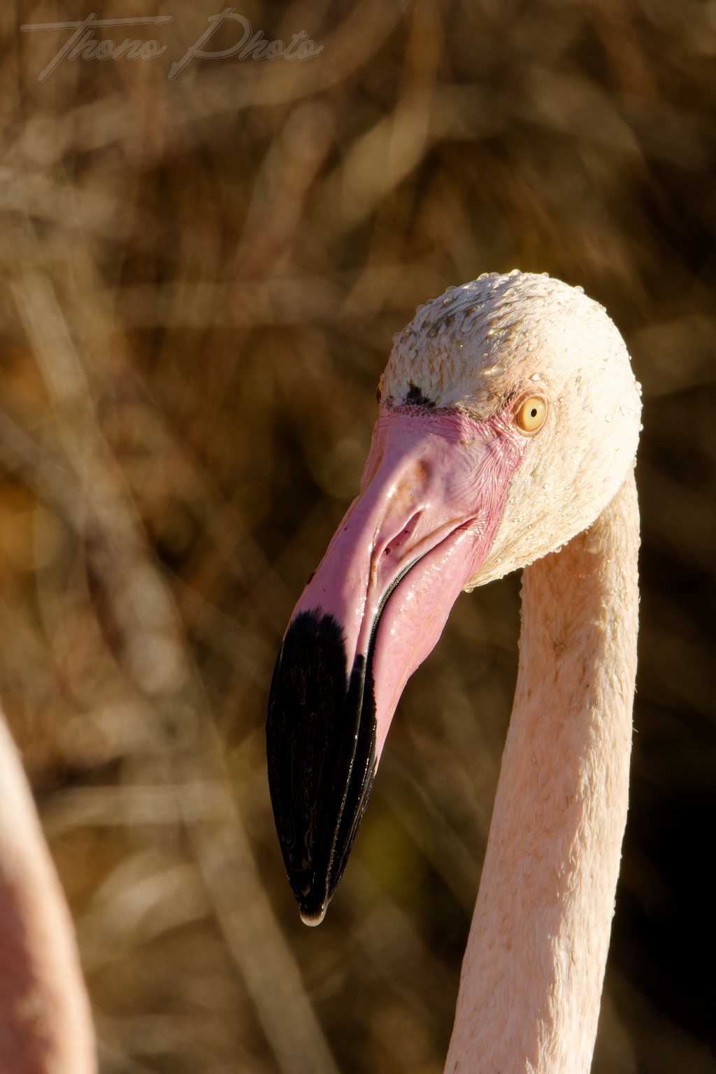 Flamand rose pont de gau 2025 01 00443fp
