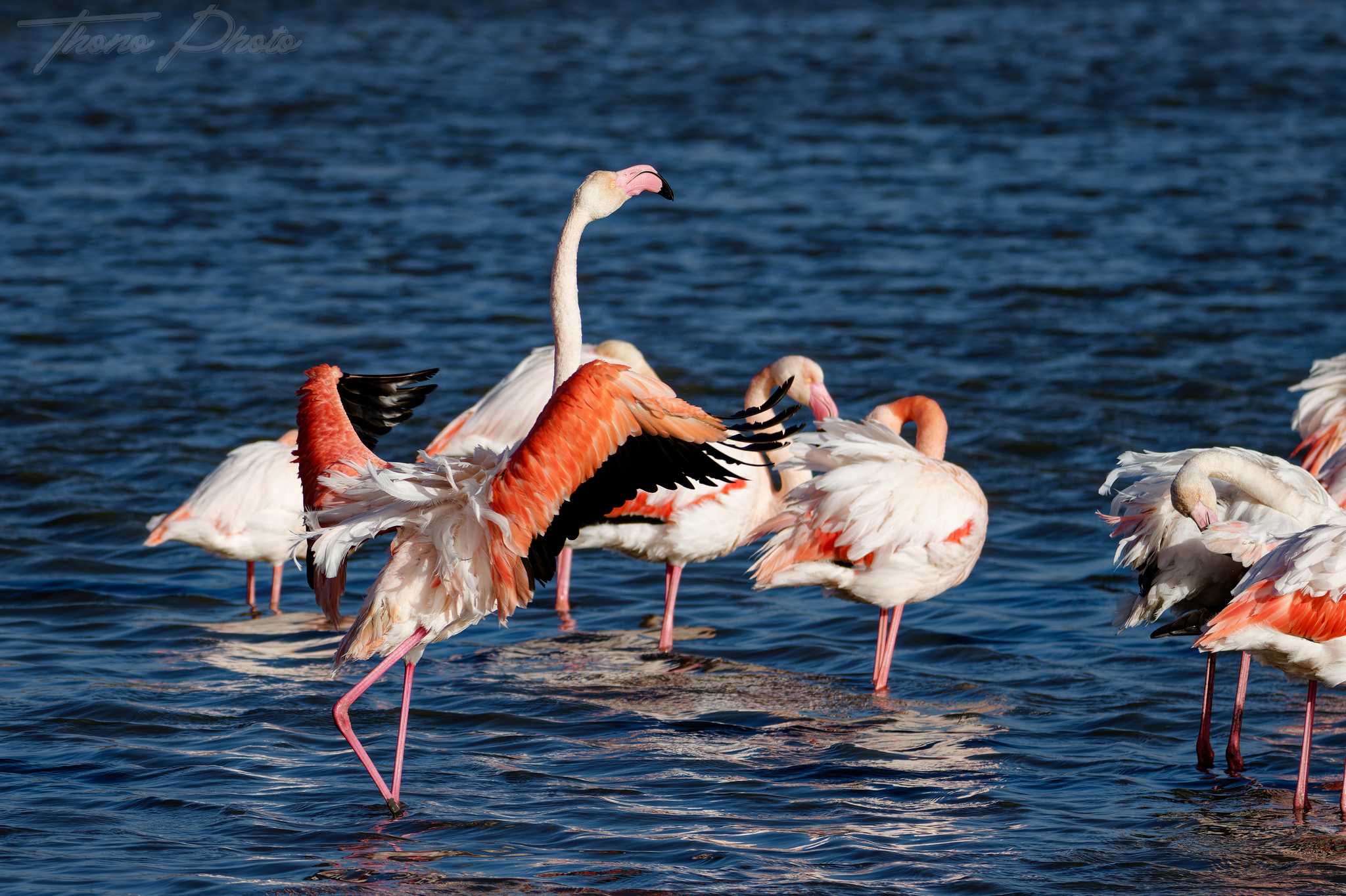 Flamand rose pont de gau 2025 01 01625fpl