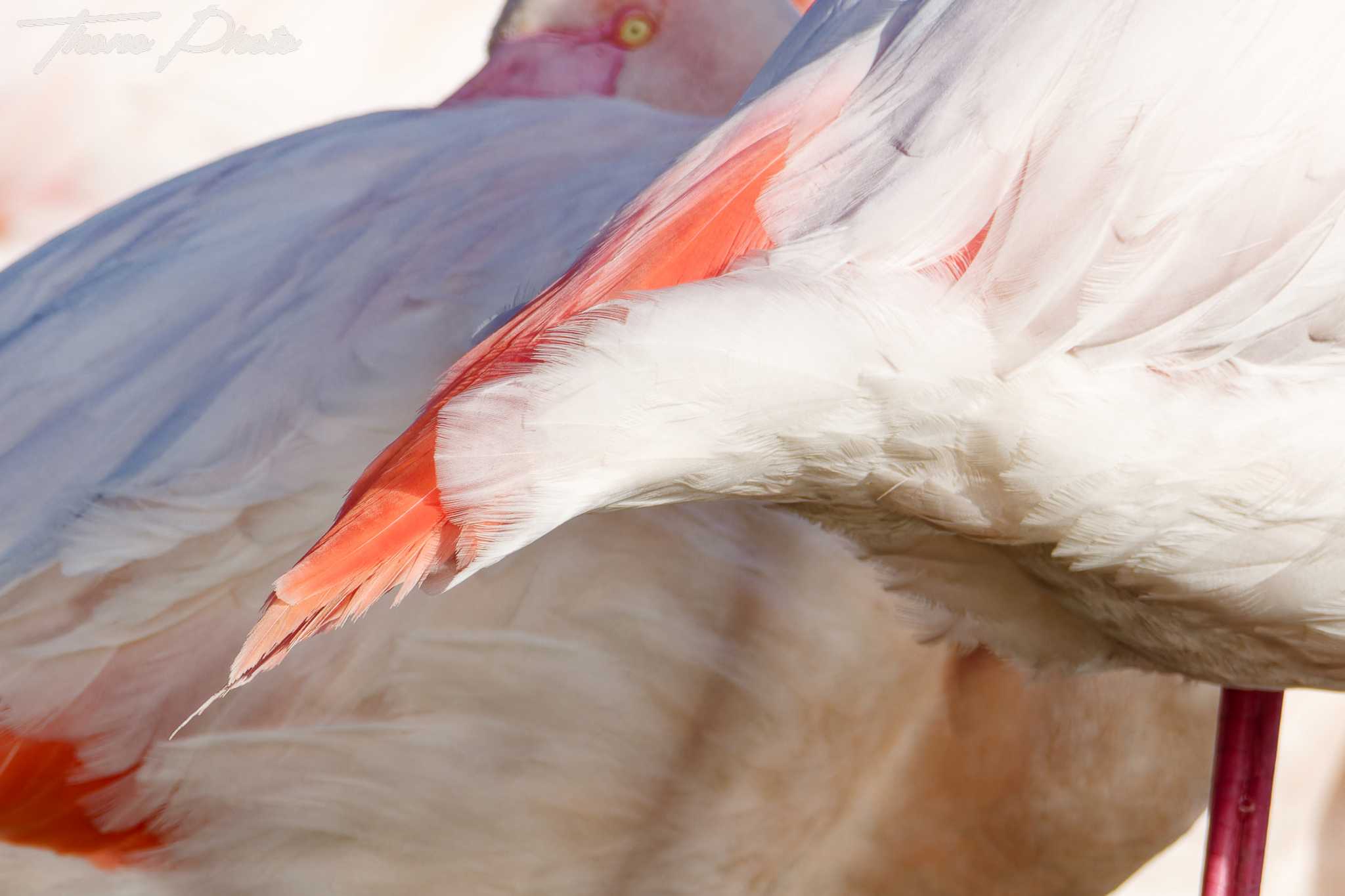 Flamand rose pont de gau 2025 01 01615fpl