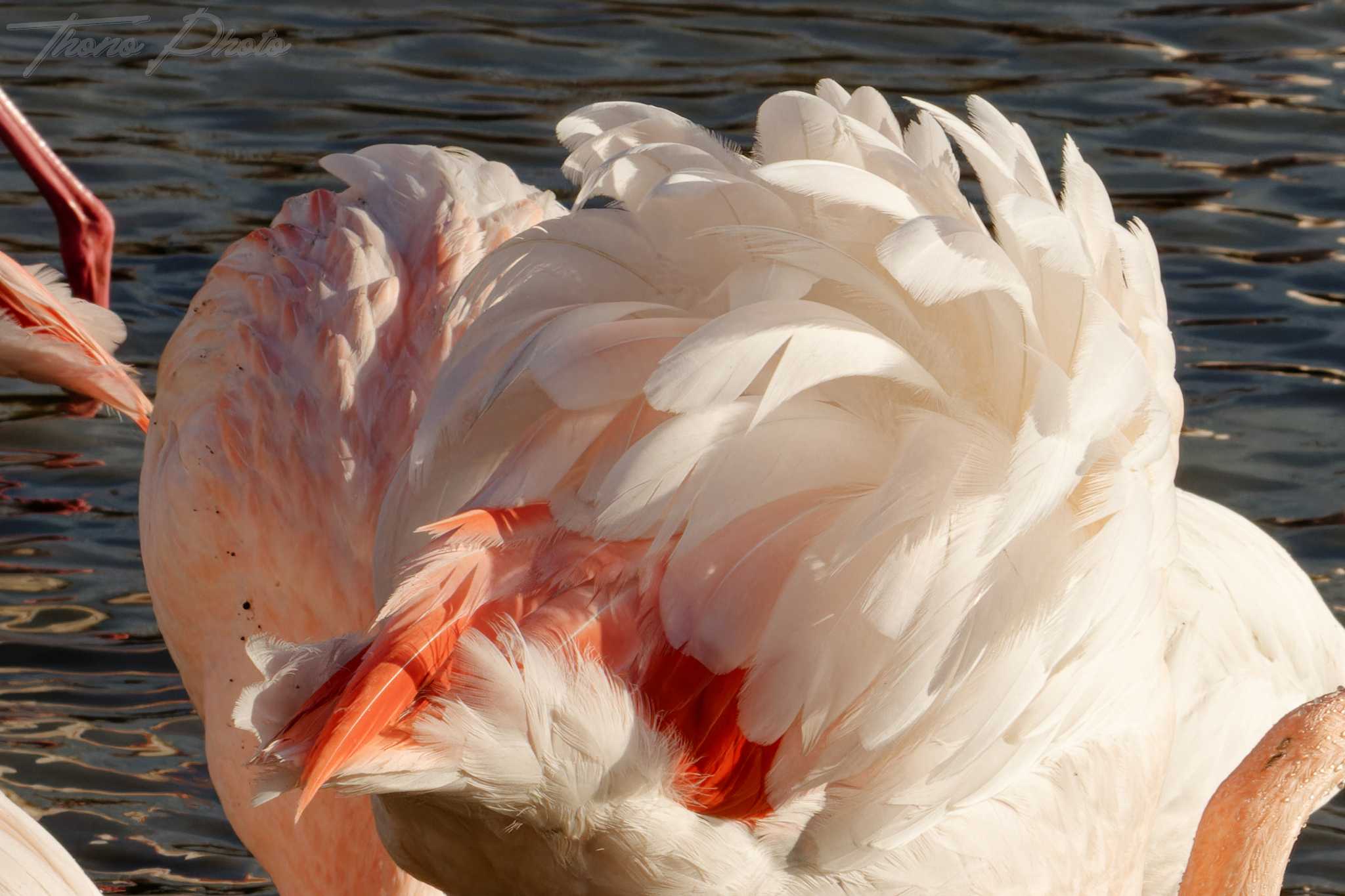 Flamand rose pont de gau 2025 01 00465fpl