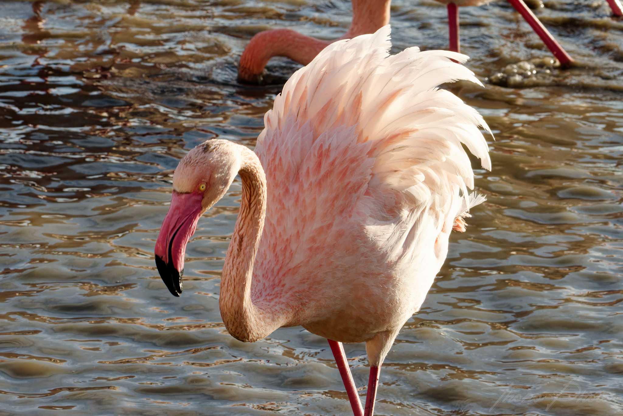 Flamand rose pont de gau 2025 01 00460fpl
