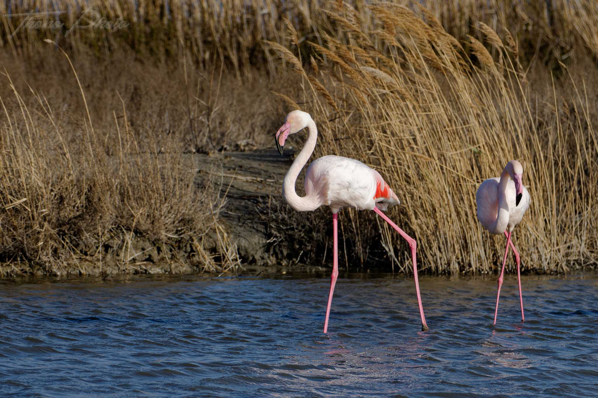 Flamand rose pont de gau 2025 01 01075fc