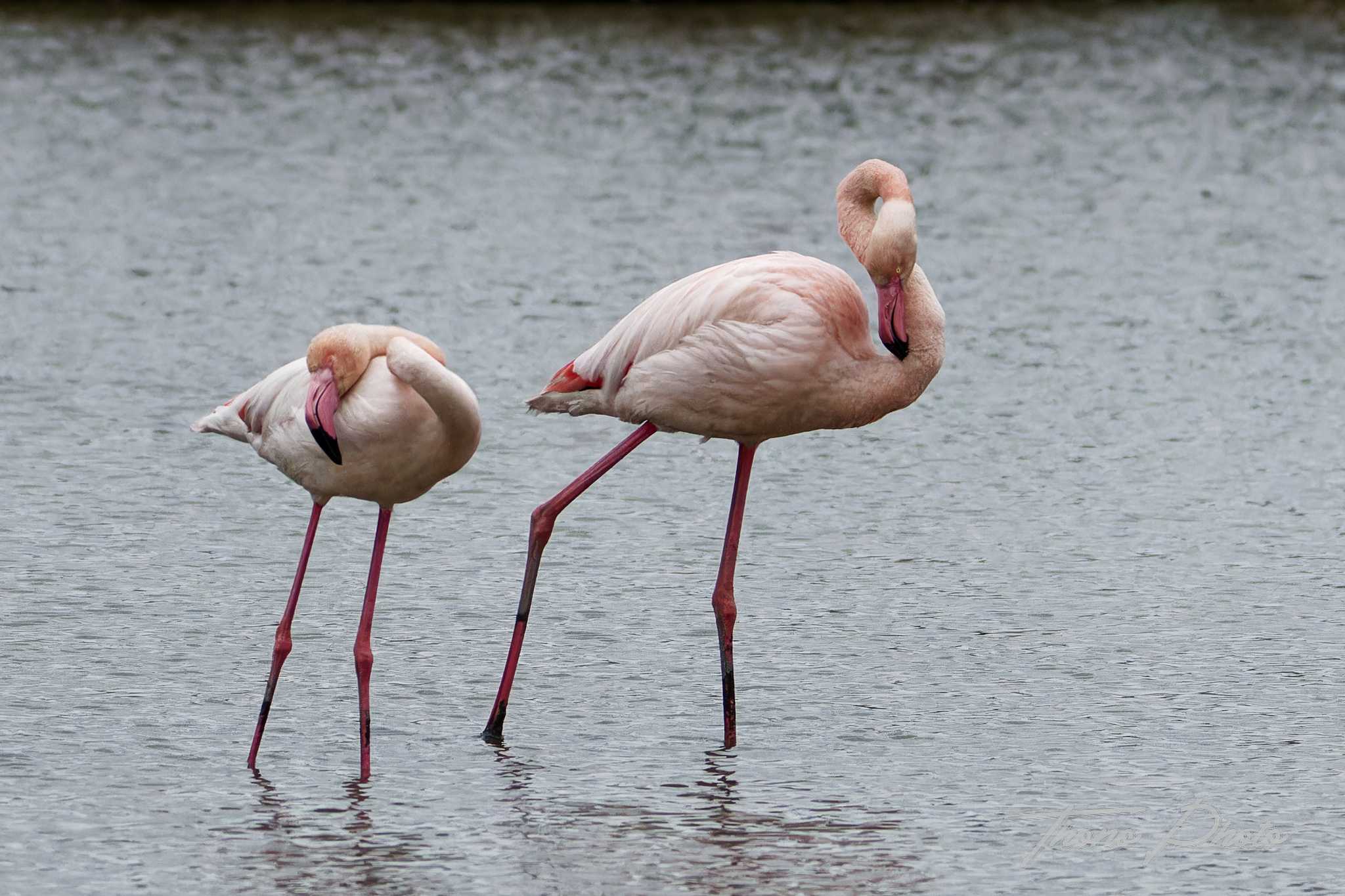 Flamand rose pont de gau 2025 01 00837fc