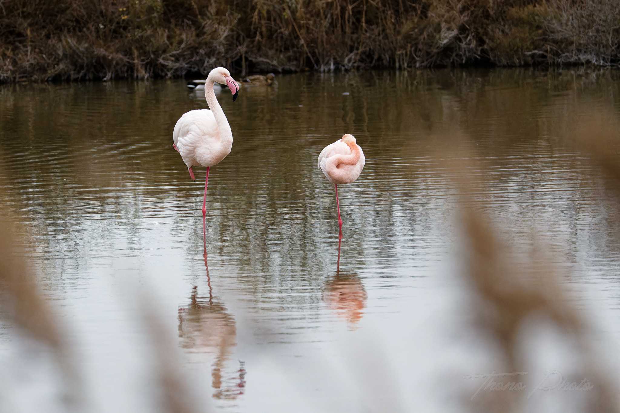 Flamand rose pont de gau 2025 01 00818fc