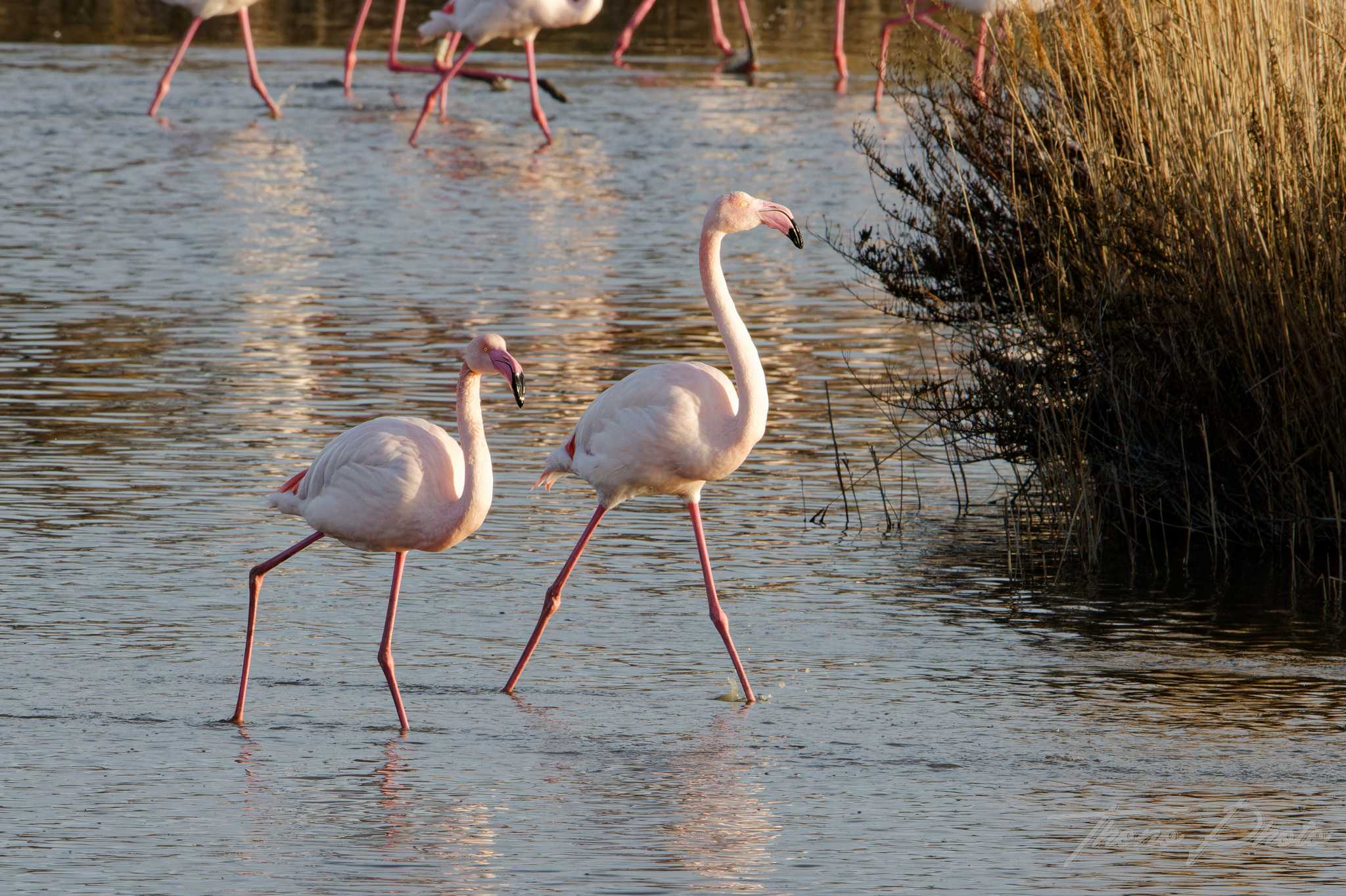 Flamand rose pont de gau 2025 01 00401fc