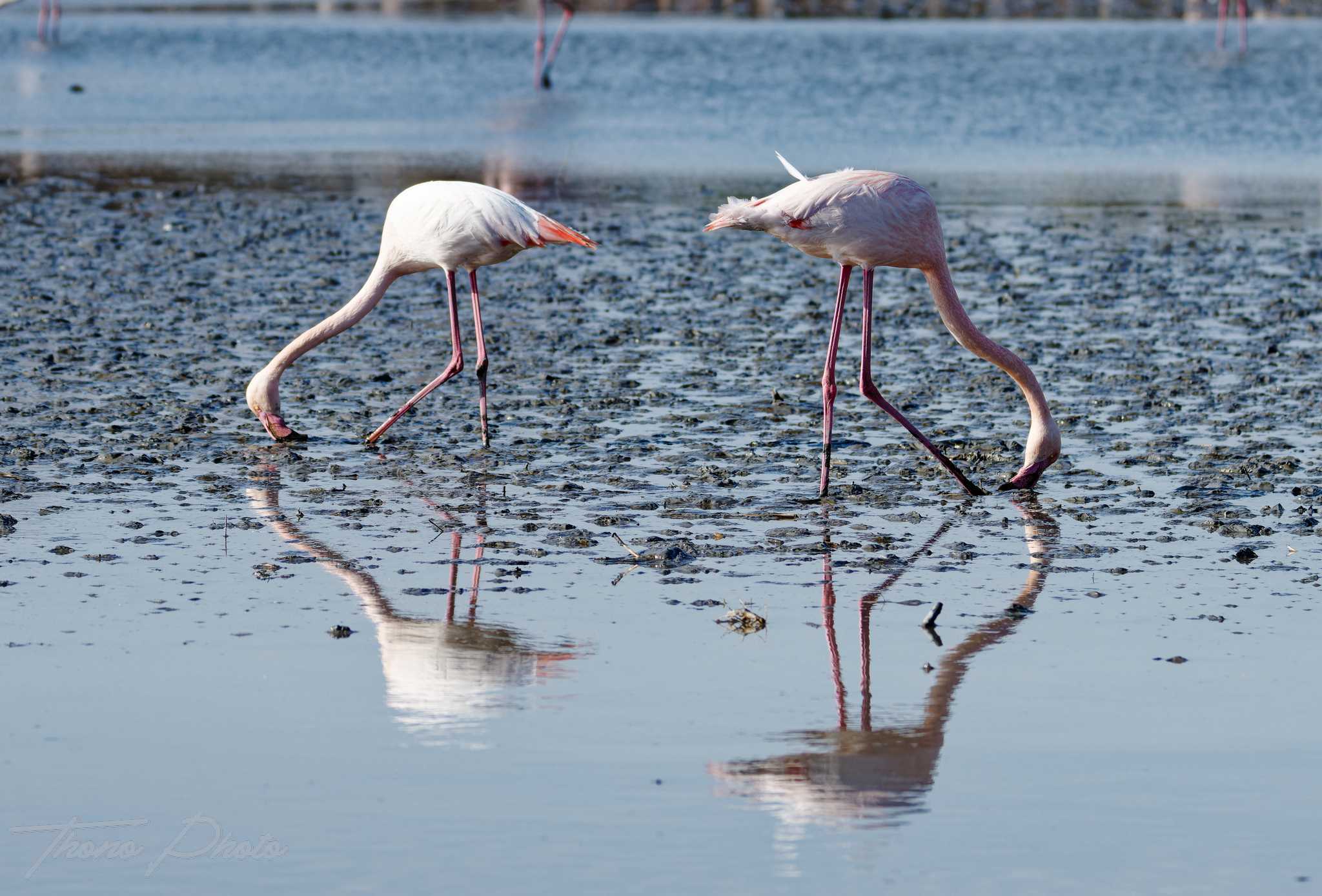 Flamand rose pont de gau 2025 01 01103fm