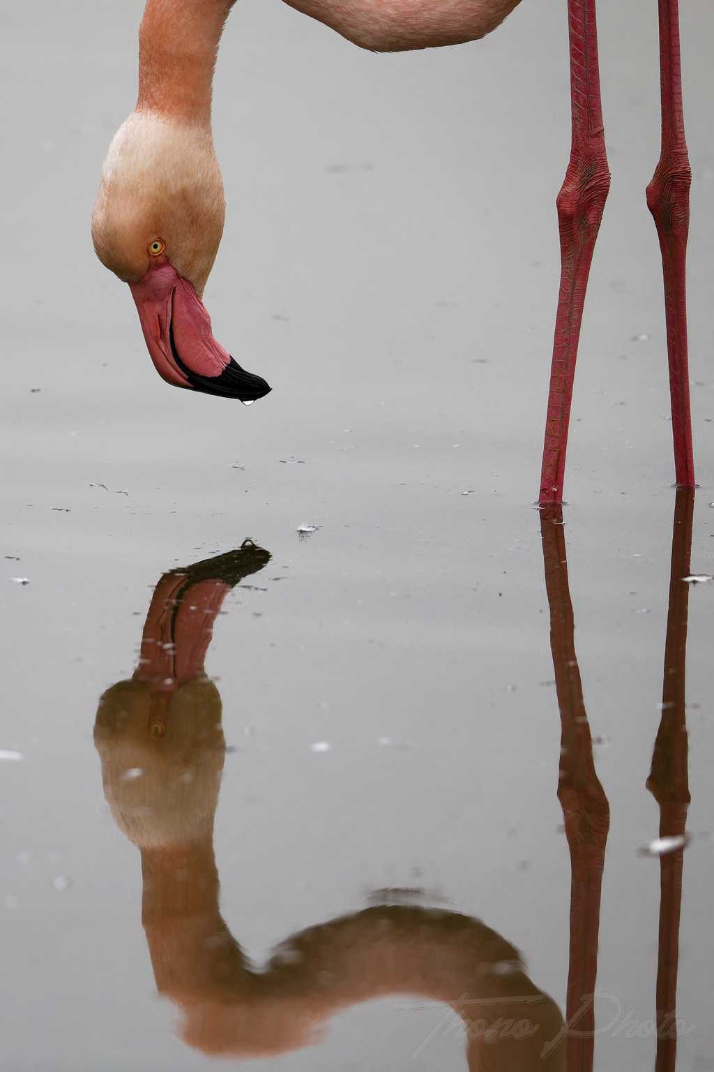 Flamand rose pont de gau 2025 01 00614fm
