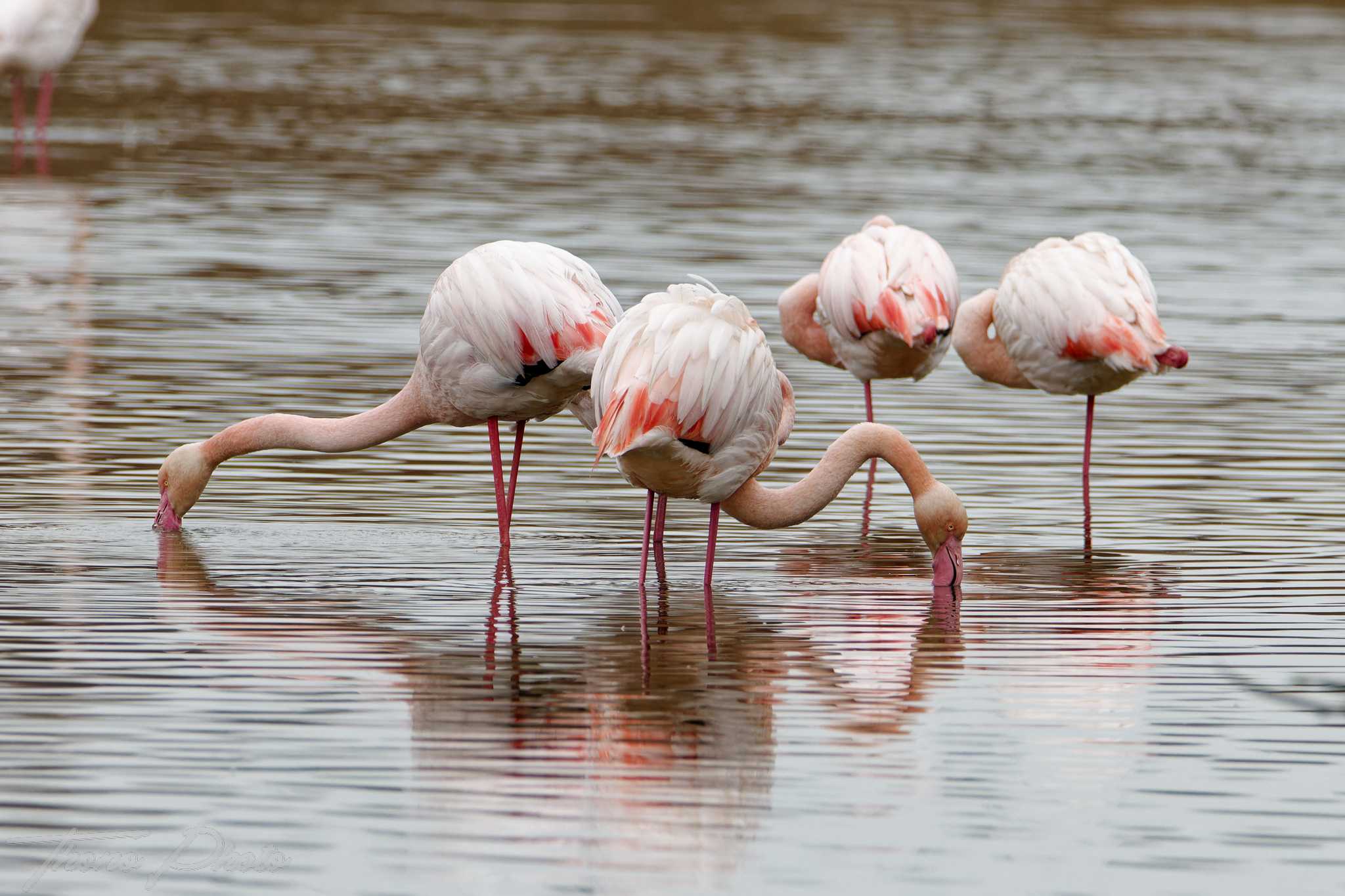 Flamand rose pont de gau 2025 01 00607fm