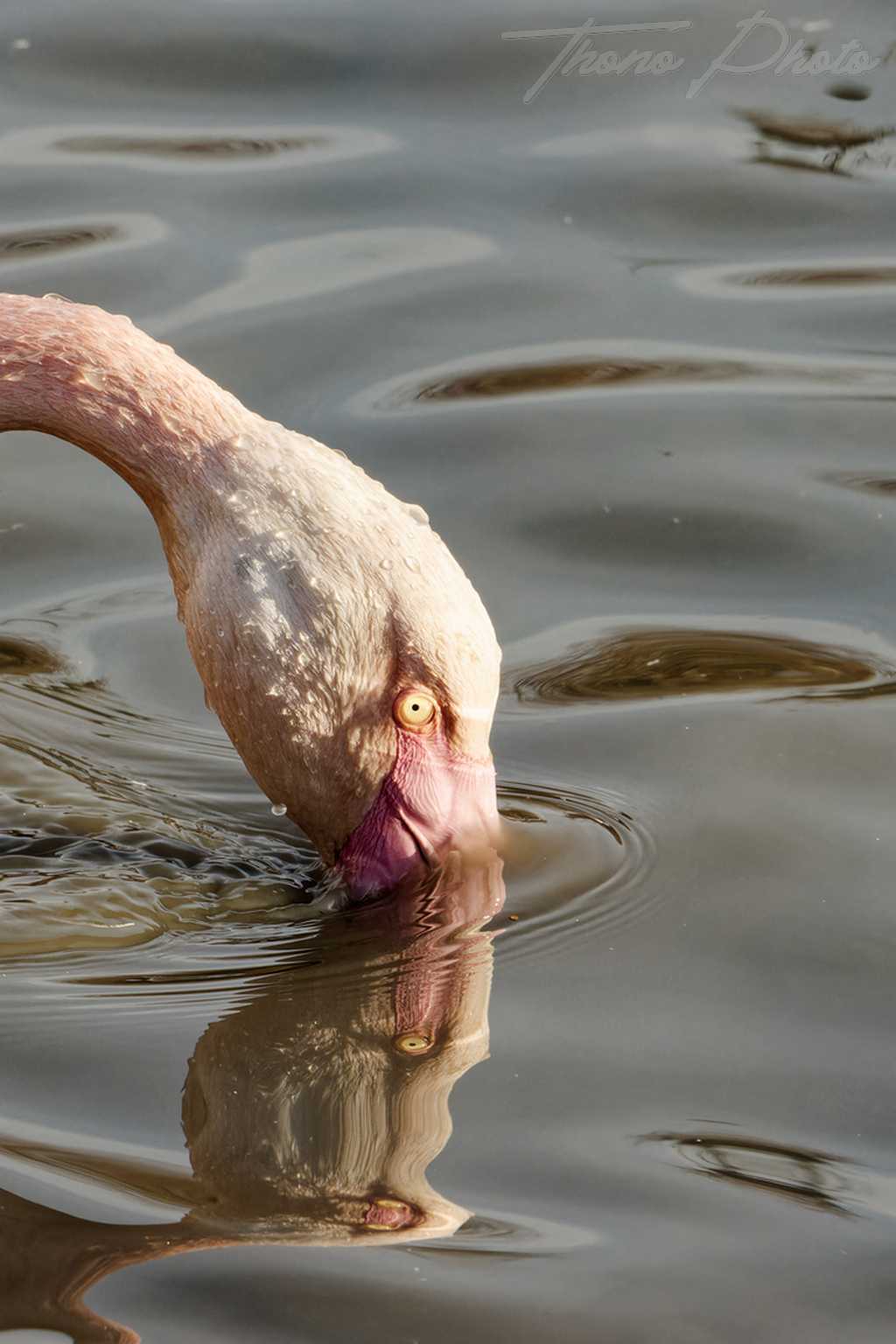 Flamand rose pont de gau 2025 01 00475fm
