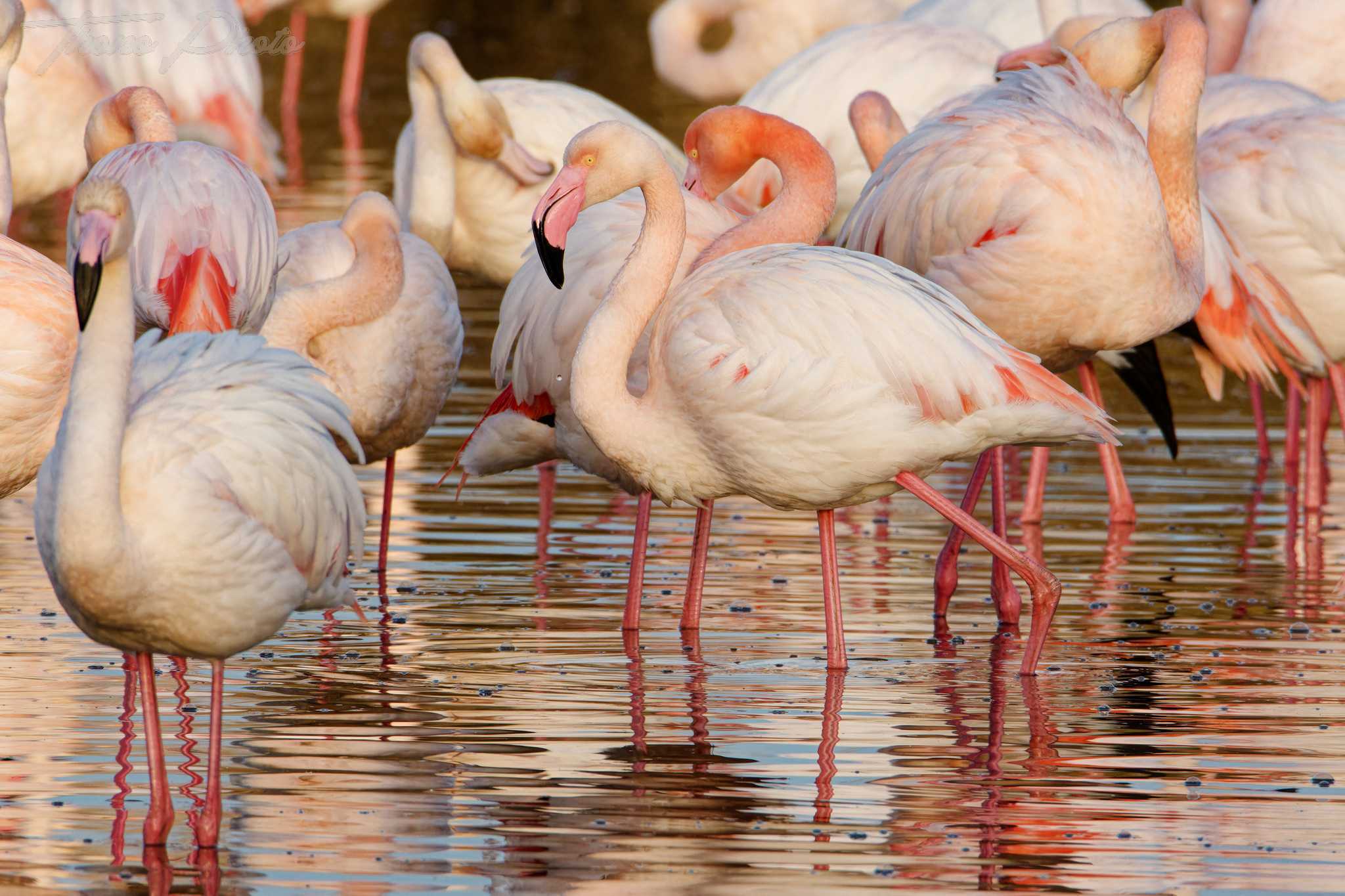 Flamand rose pont de gau 2025 01 00350fm