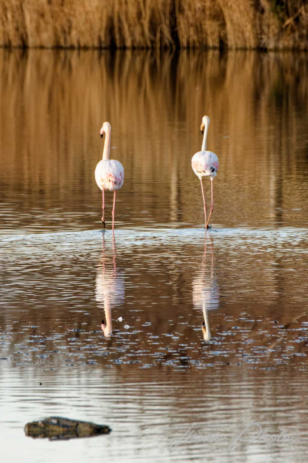 Flamand rose pont de gau 2025 01 00342fm