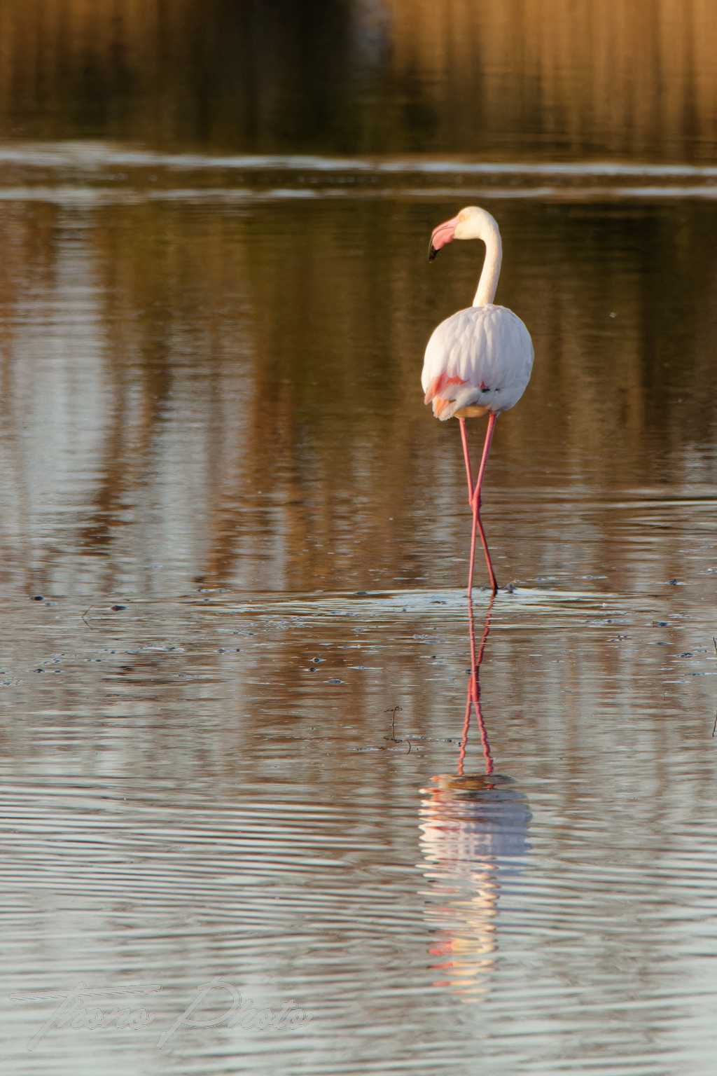 Flamand rose pont de gau 2025 01 00332fm