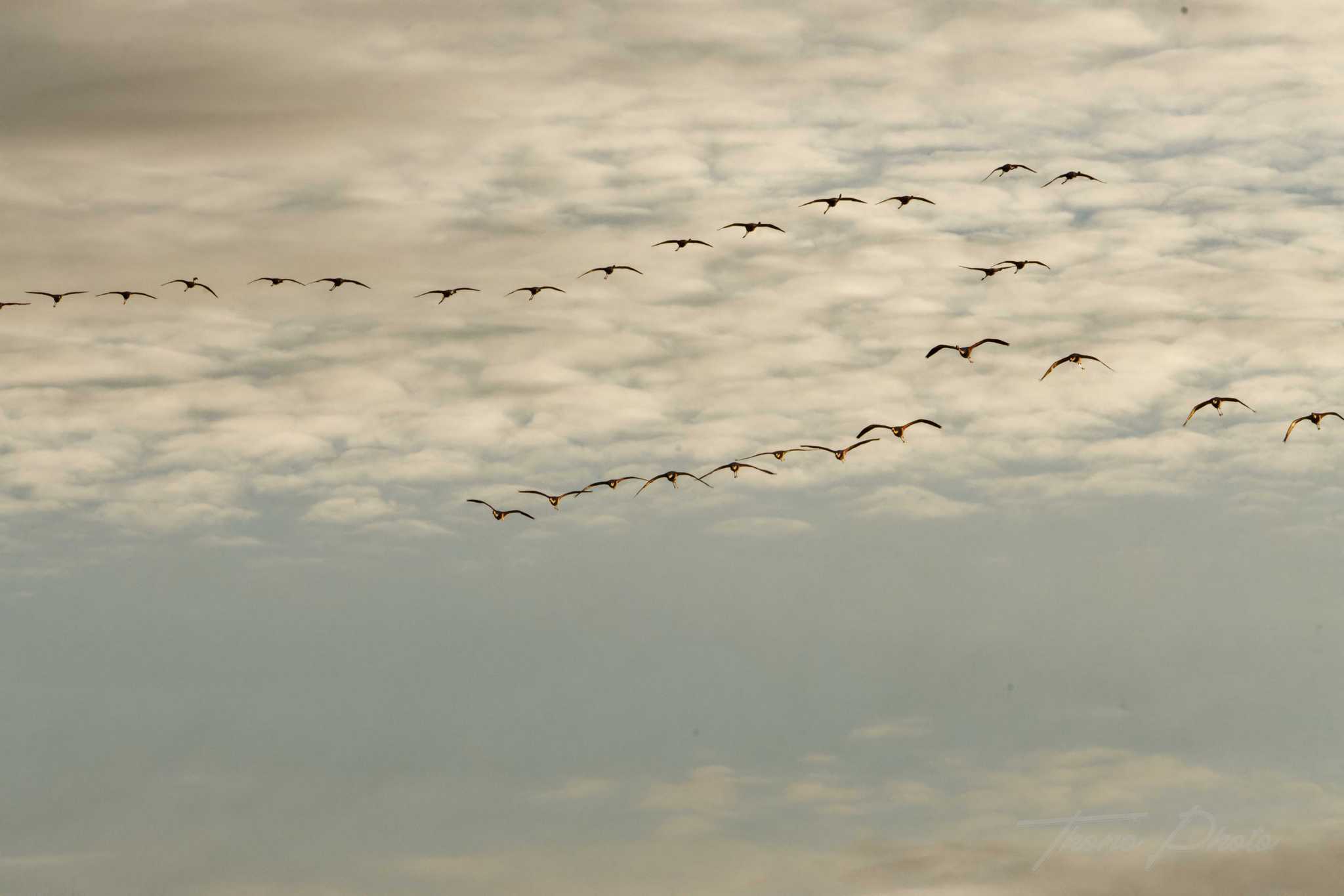 Flamand rose pont de gau 2025 01 00227fa