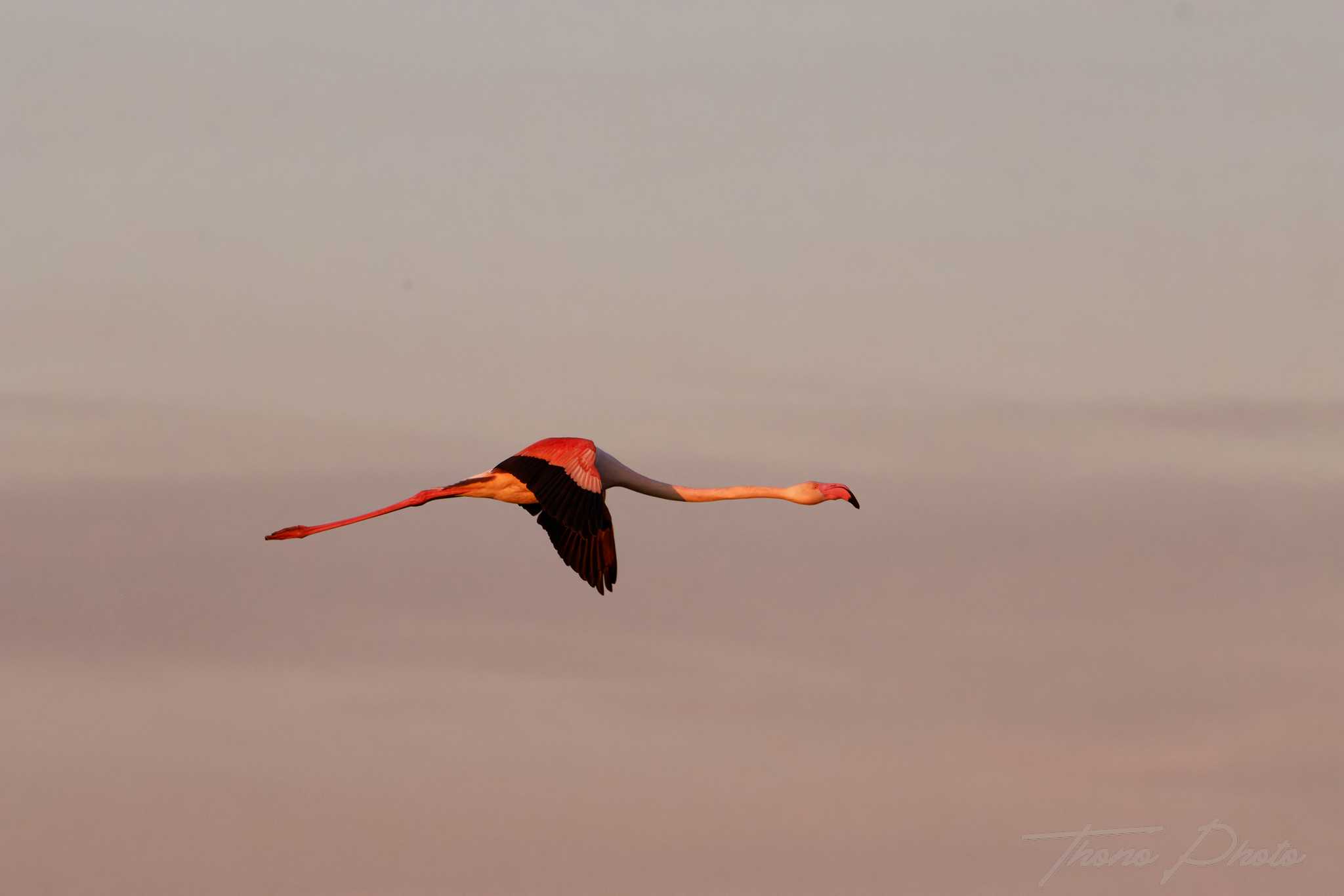 Flamand rose pont de gau 2025 01 00092fa