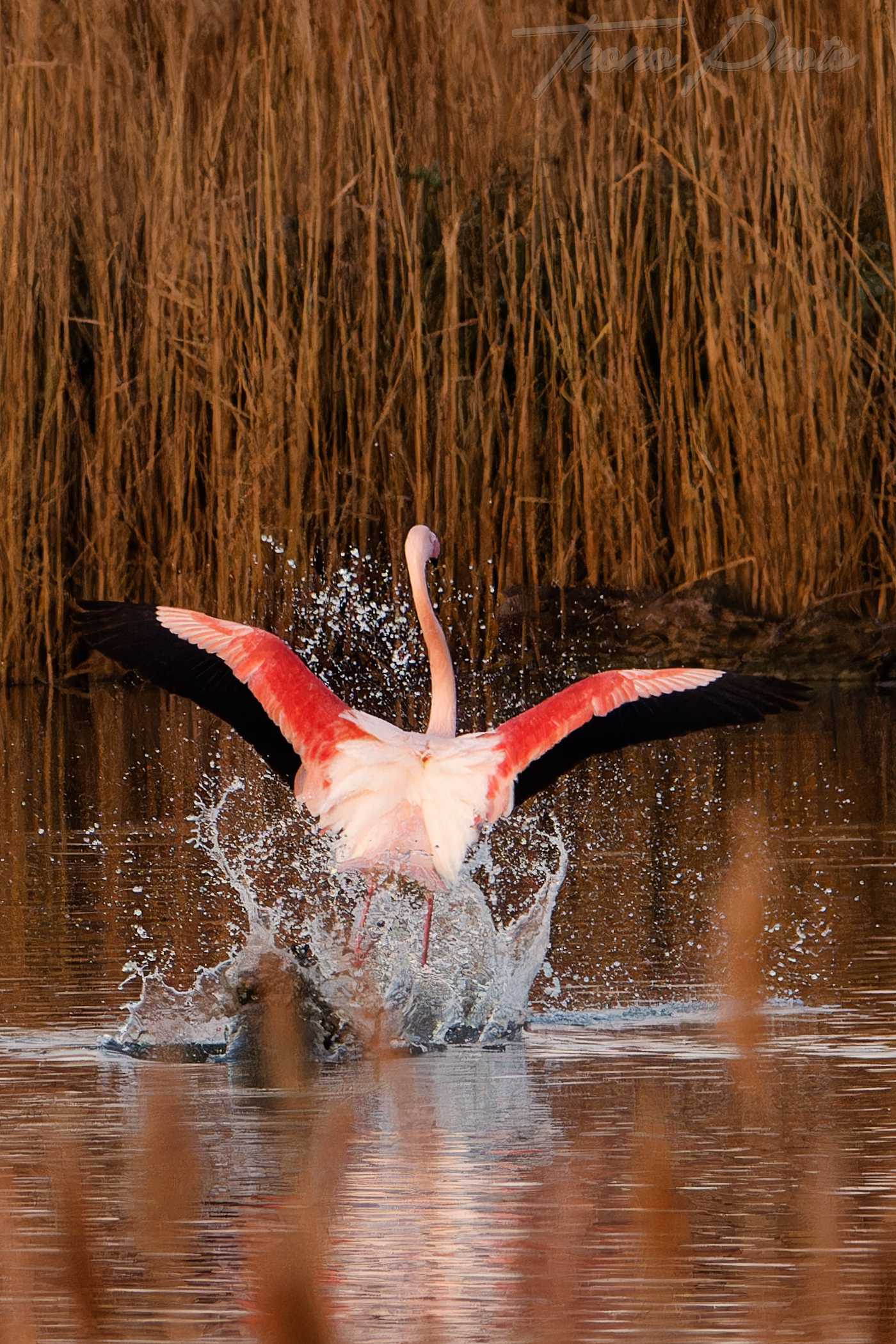 Flamand rose pont de gau 2025 01 00091 fa