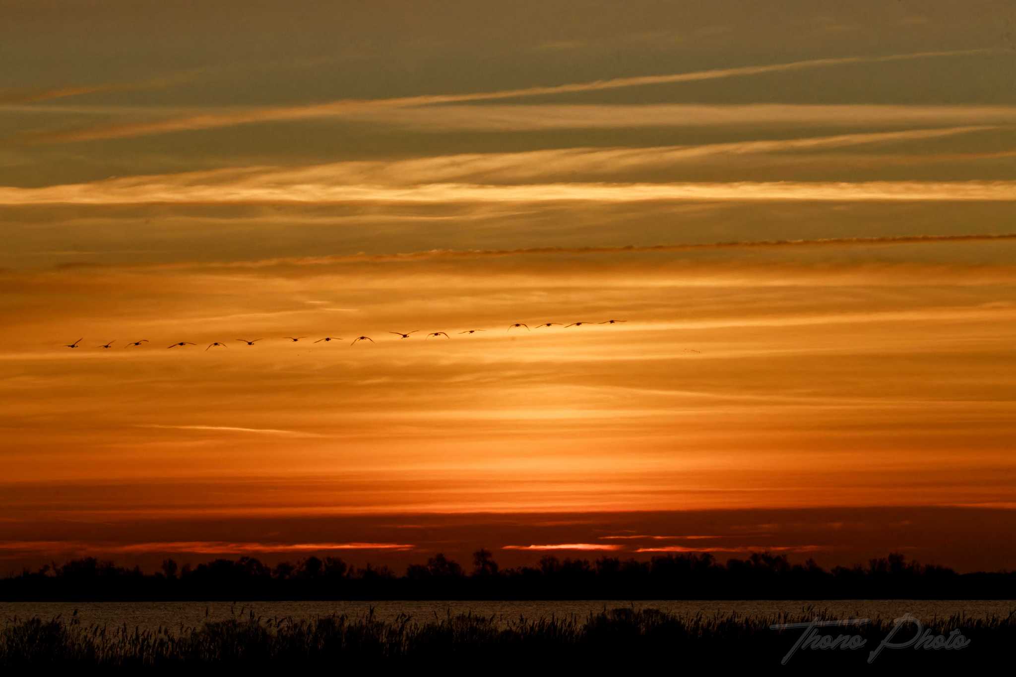 Flamand rose pont de gau 2025 01 00045fa