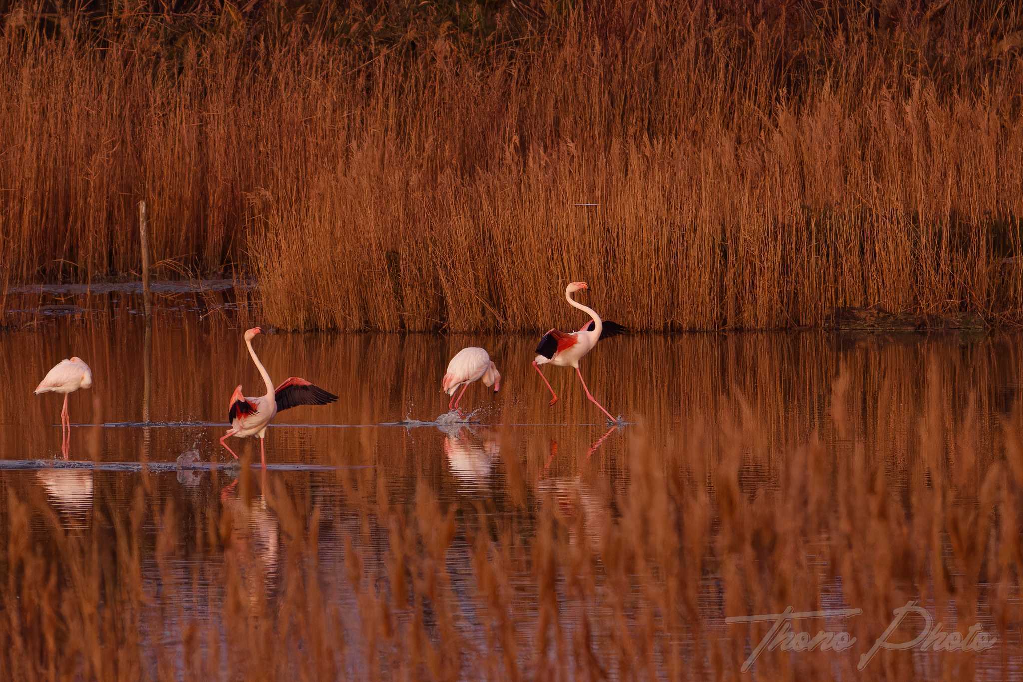 Flamand rose pont de gau 2025 01 00021fa