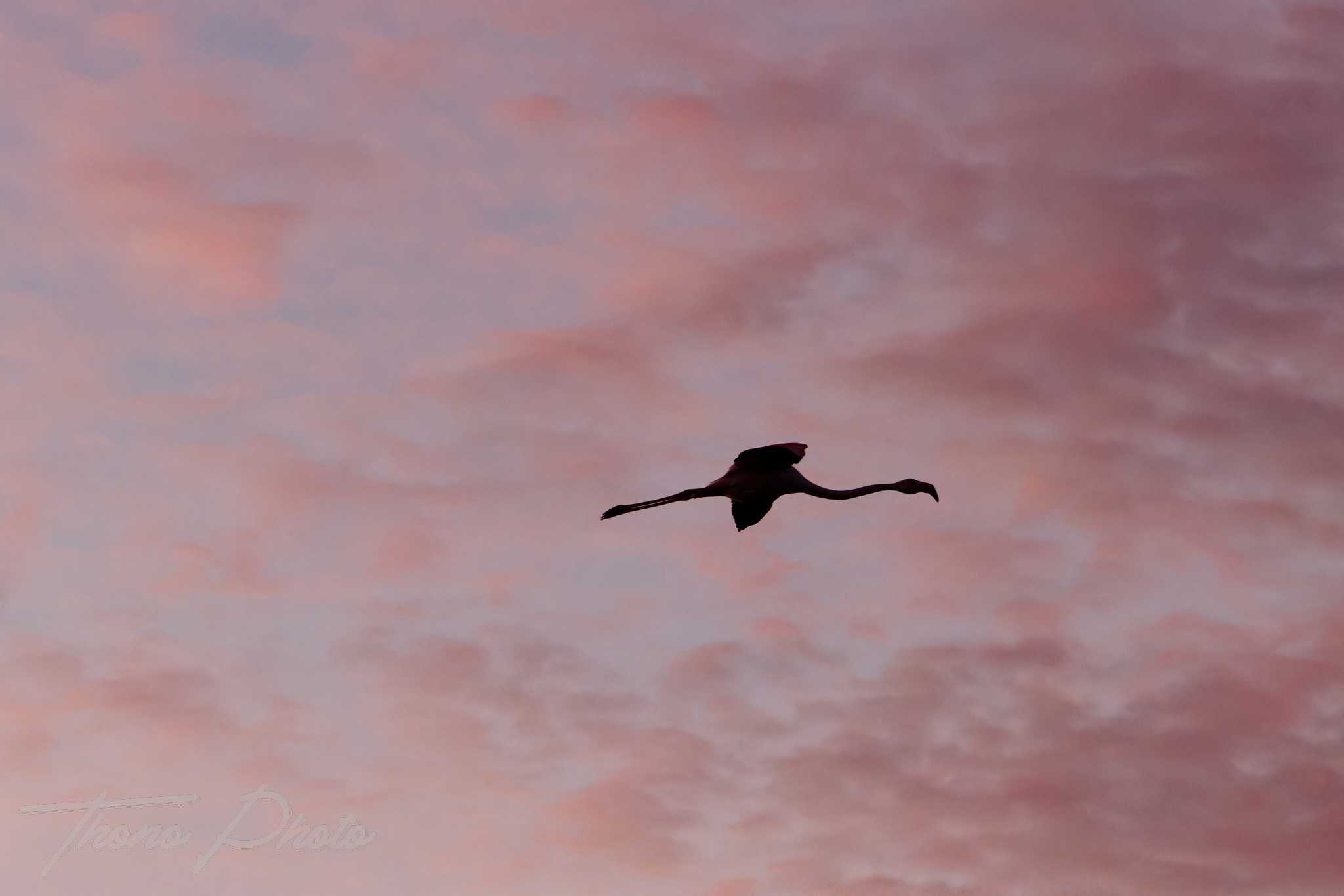 Flamand rose pont de gau 2025 01 00002 fa