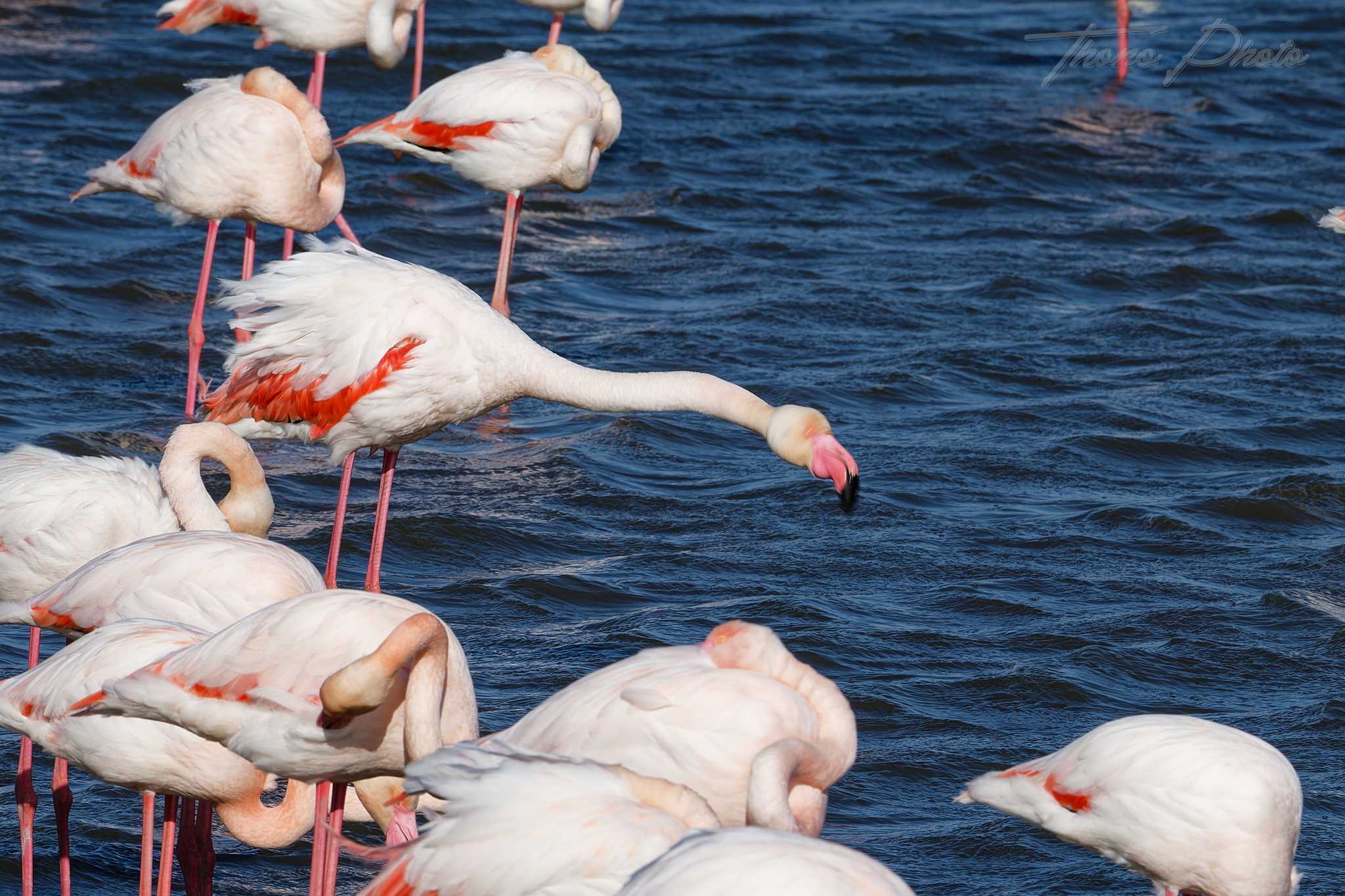 Flamand rose pont de gau 2025 01 01480fl