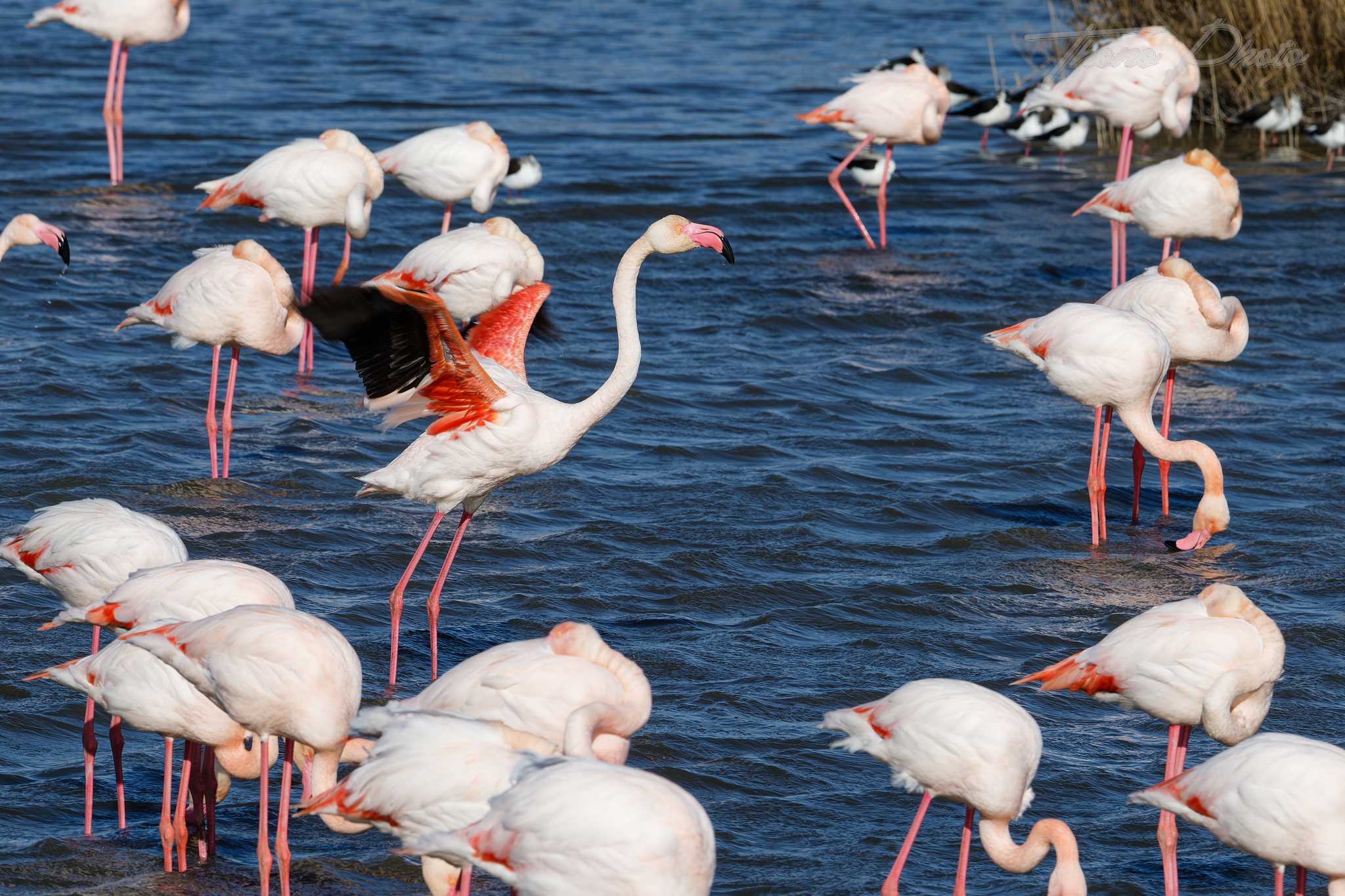 Flamand rose pont de gau 2025 01 01465fl