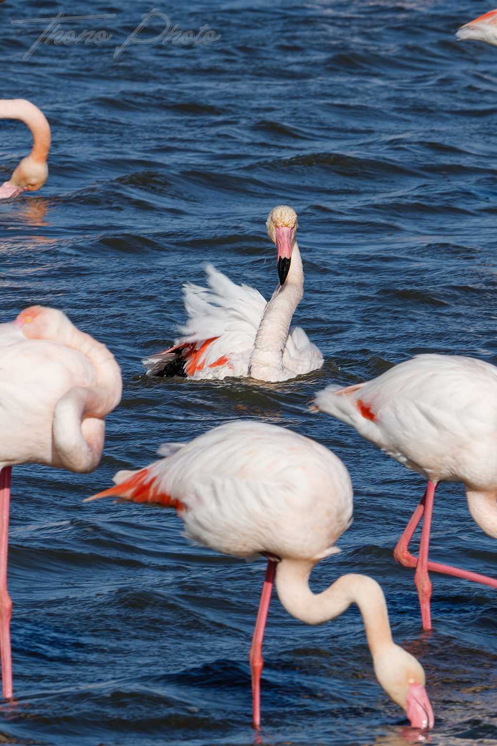Flamand rose pont de gau 2025 01 01408fl