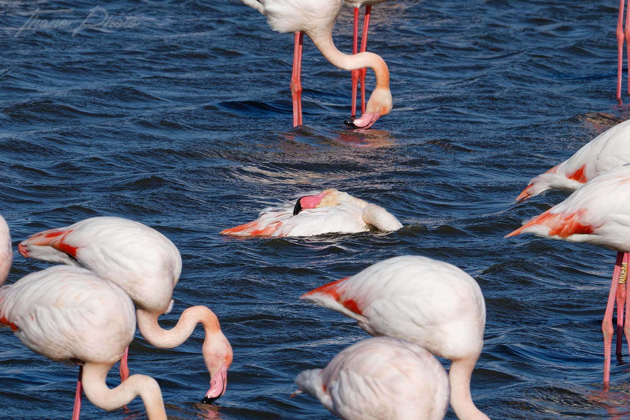 Flamand rose pont de gau 2025 01 01399fl