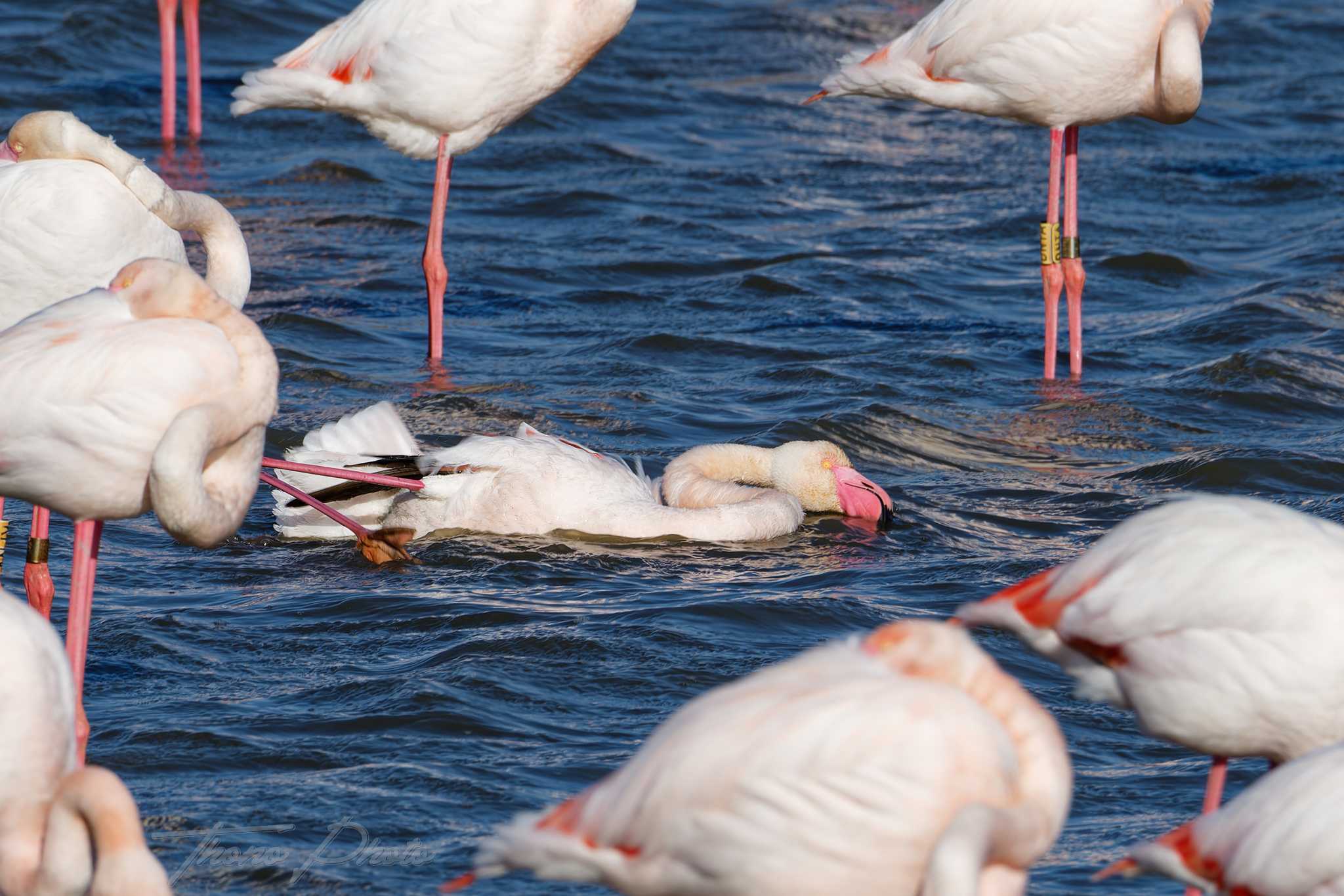 Flamand rose pont de gau 2025 01 01375fl