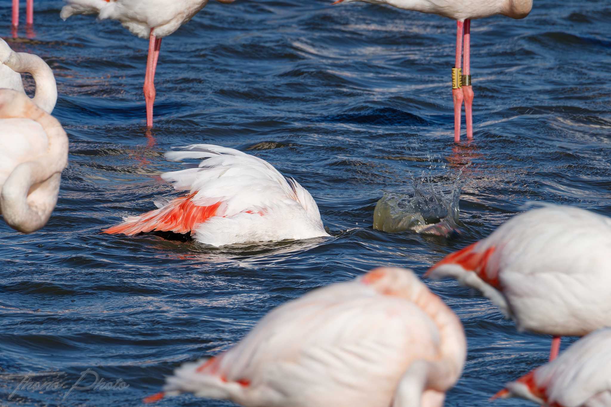 Flamand rose pont de gau 2025 01 01372fl