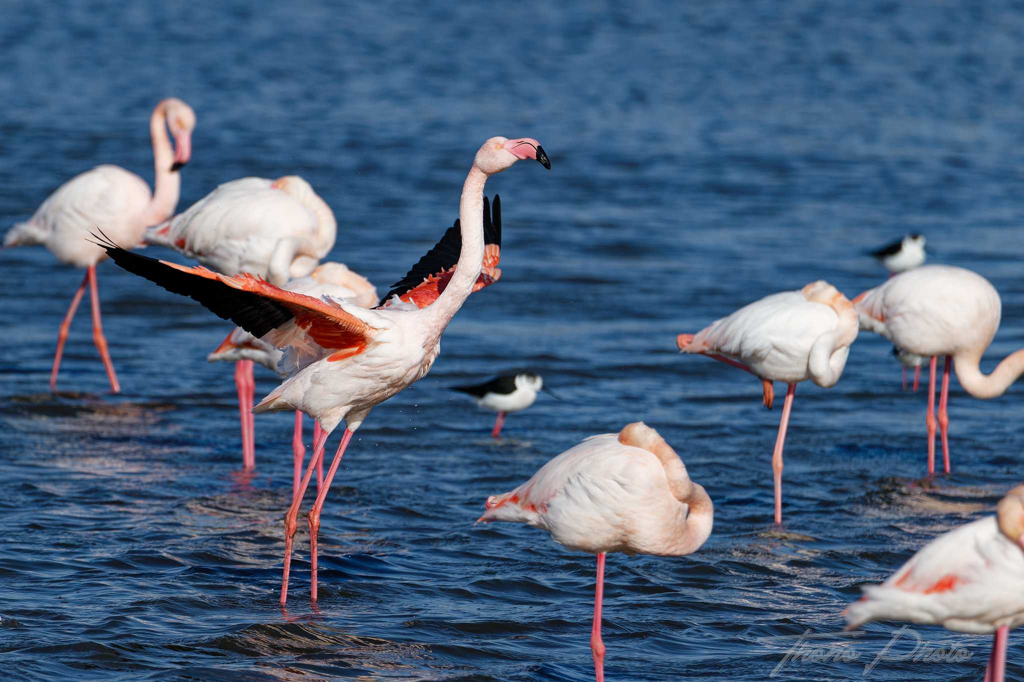 Flamand rose pont de gau 2025 01 01215fl