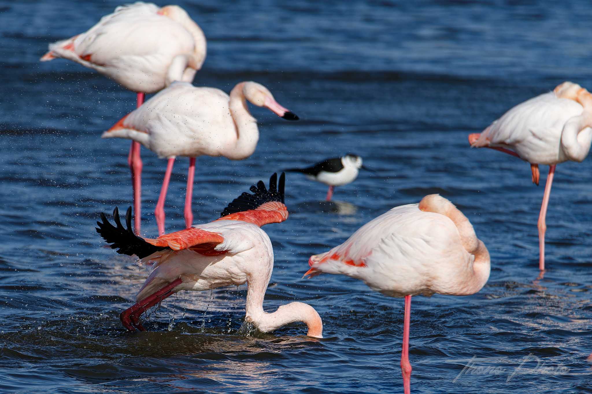 Flamand rose pont de gau 2025 01 01197fl