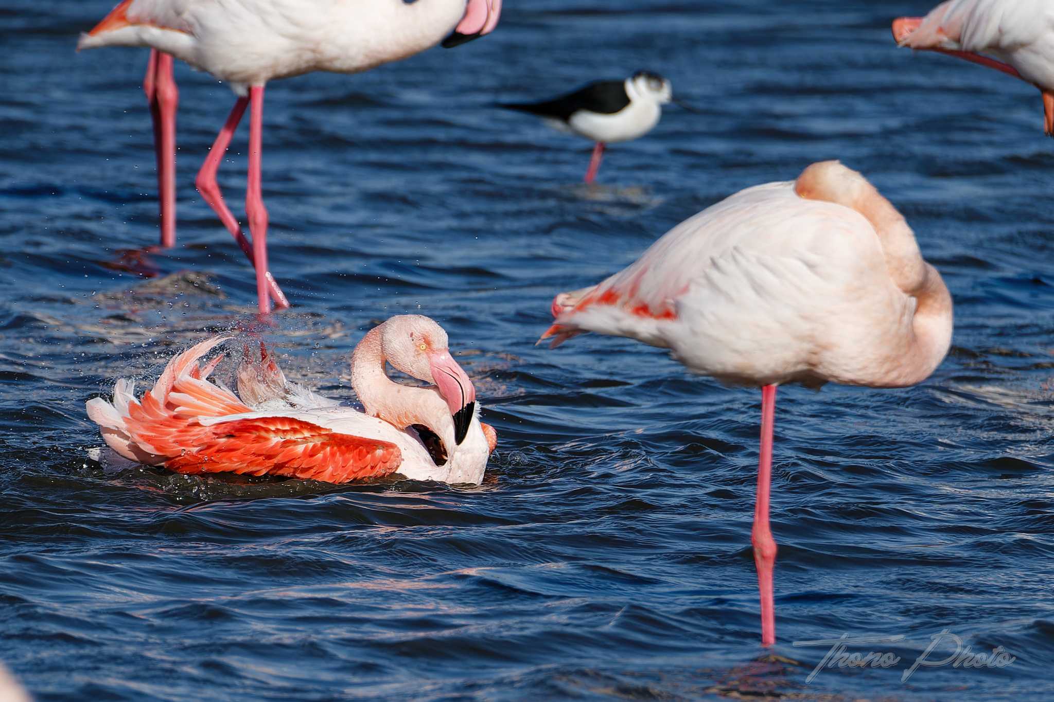 Flamand rose pont de gau 2025 01 01195fl