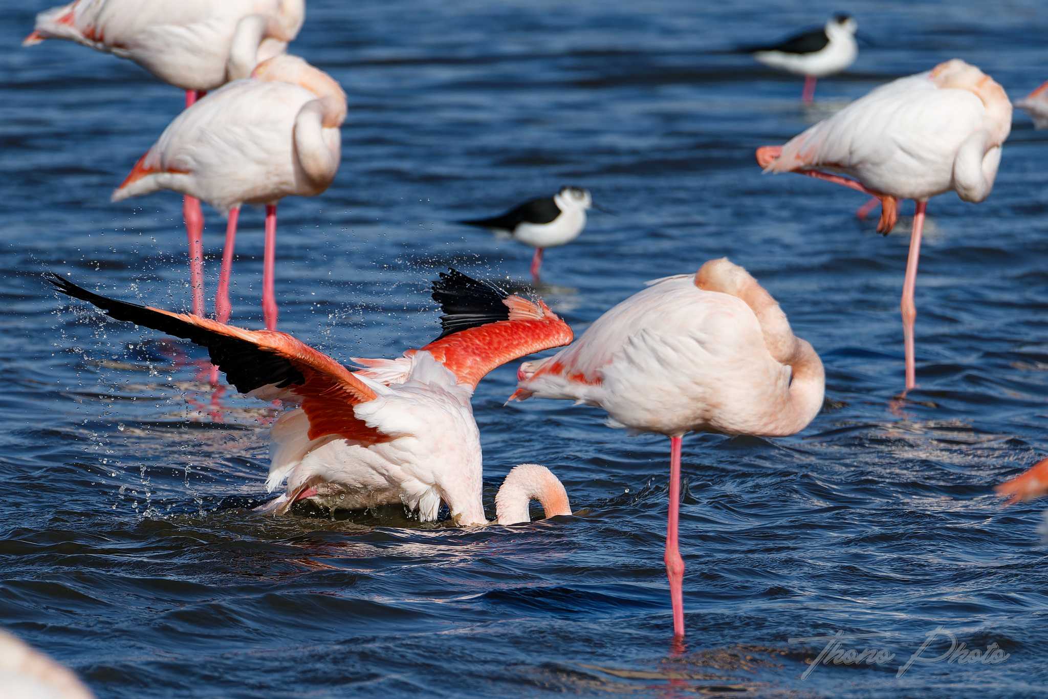 Flamand rose pont de gau 2025 01 01174fl