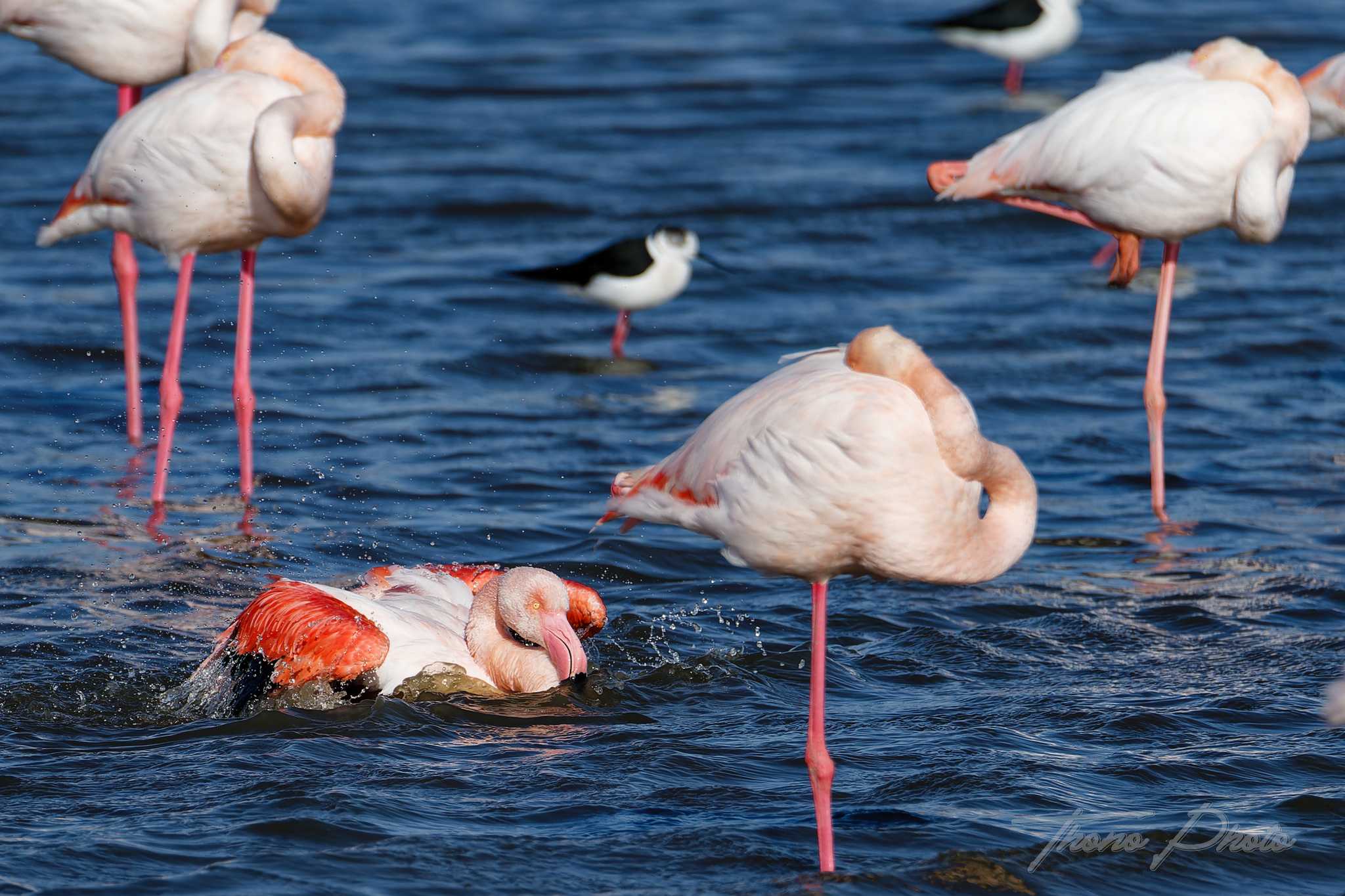 Flamand rose pont de gau 2025 01 01170fl
