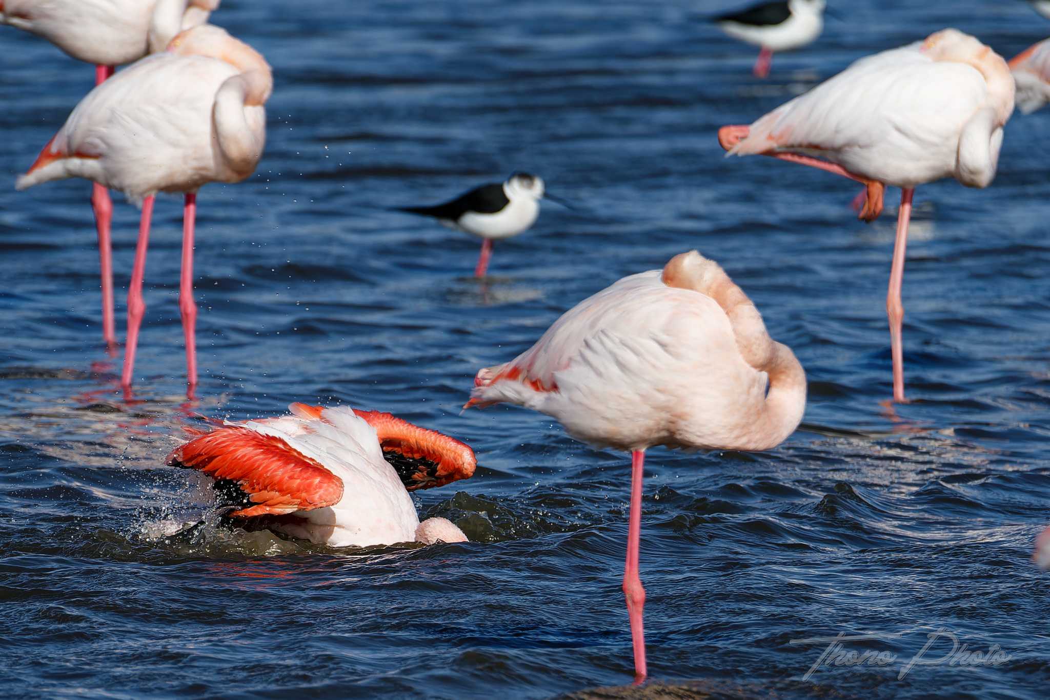 Flamand rose pont de gau 2025 01 01169fl