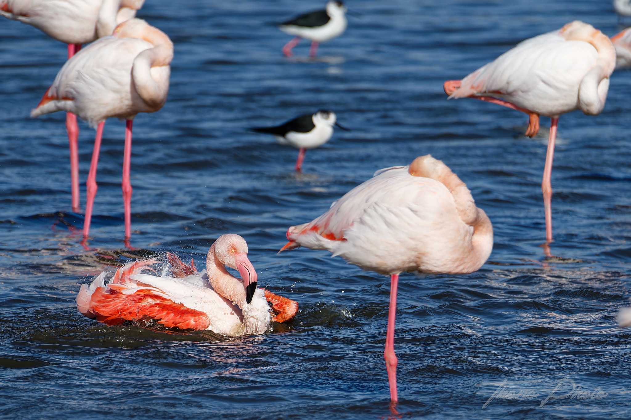 Flamand rose pont de gau 2025 01 01164fl