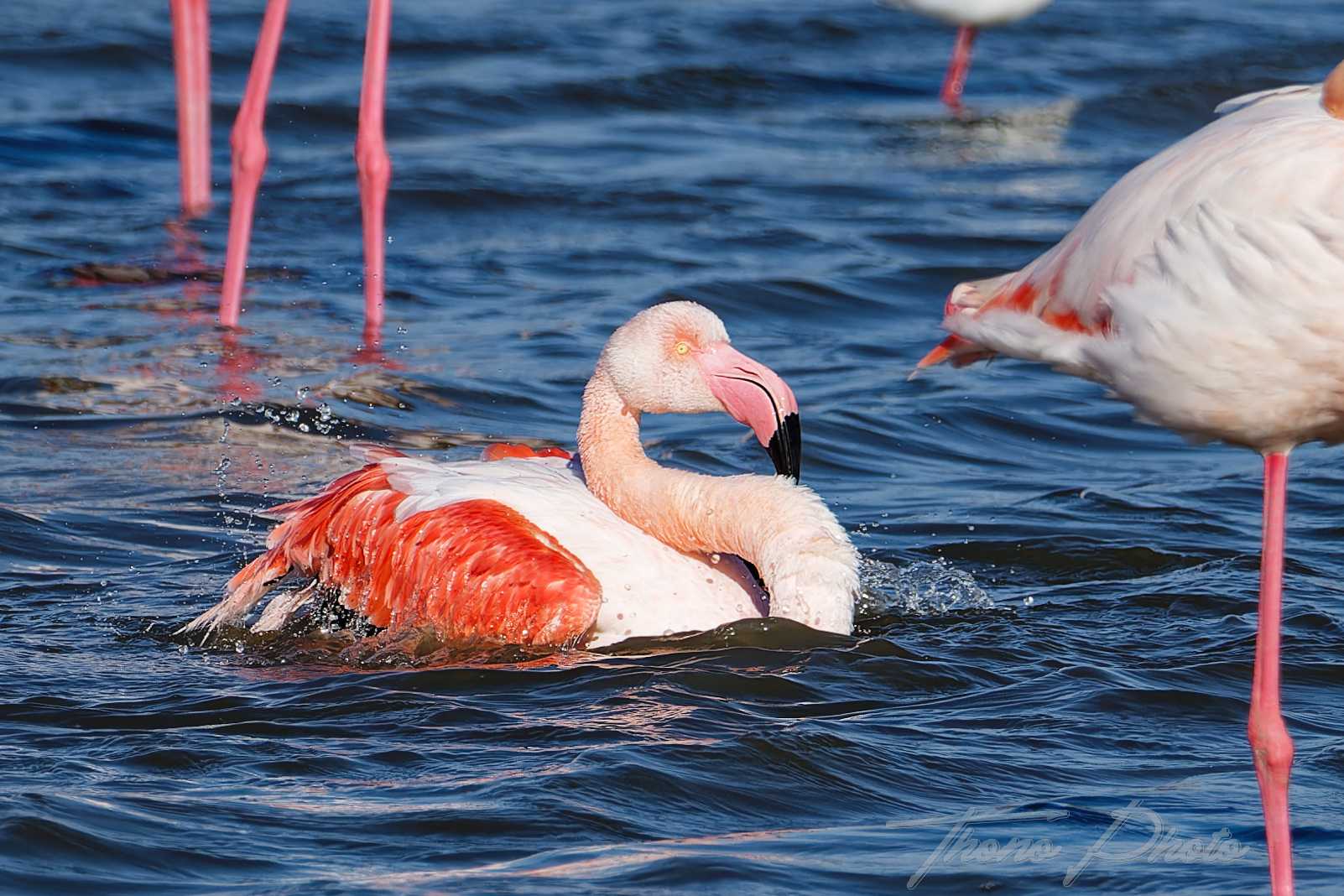 Flamand rose pont de gau 2025 01 01153fl