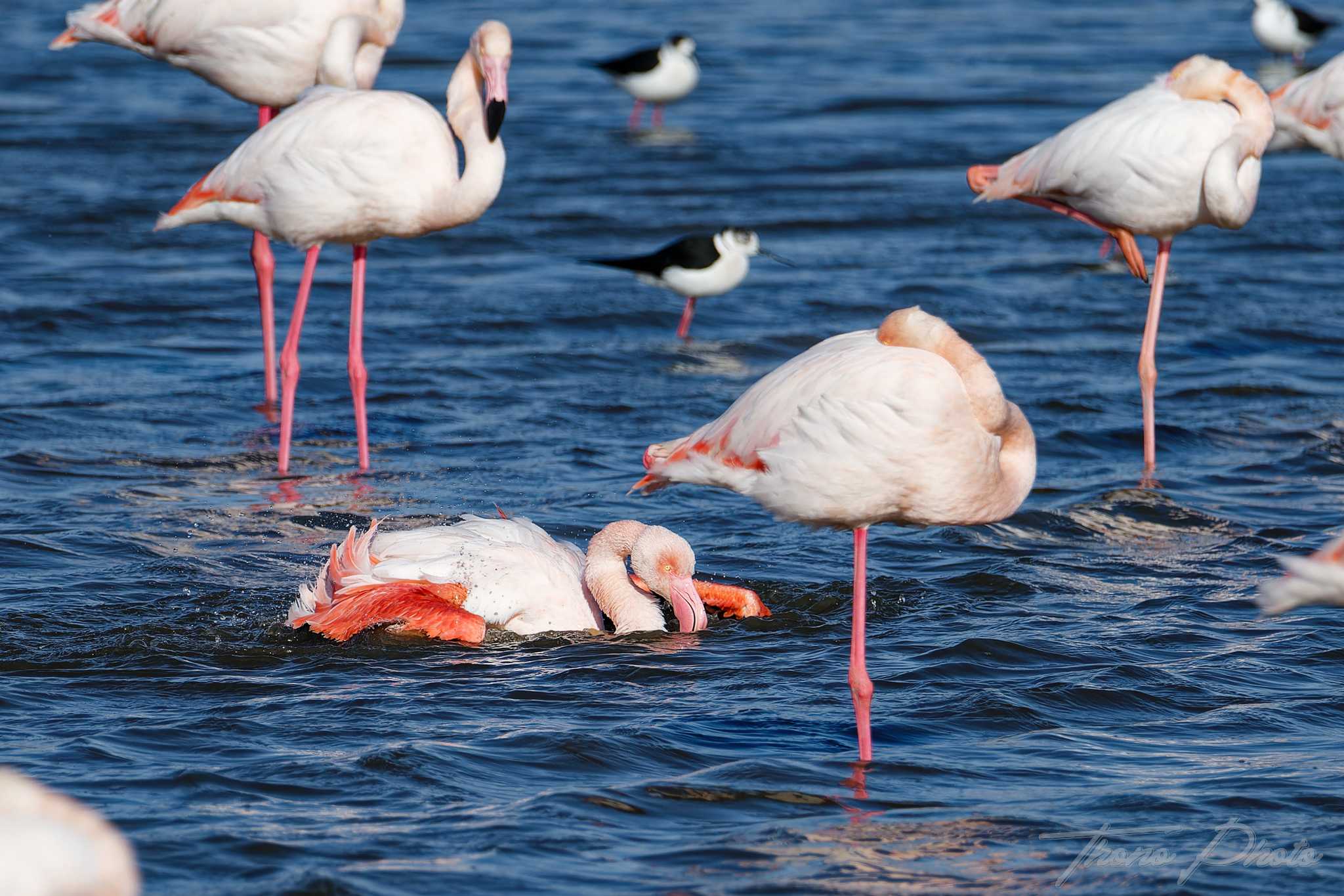 Flamand rose pont de gau 2025 01 01138fl